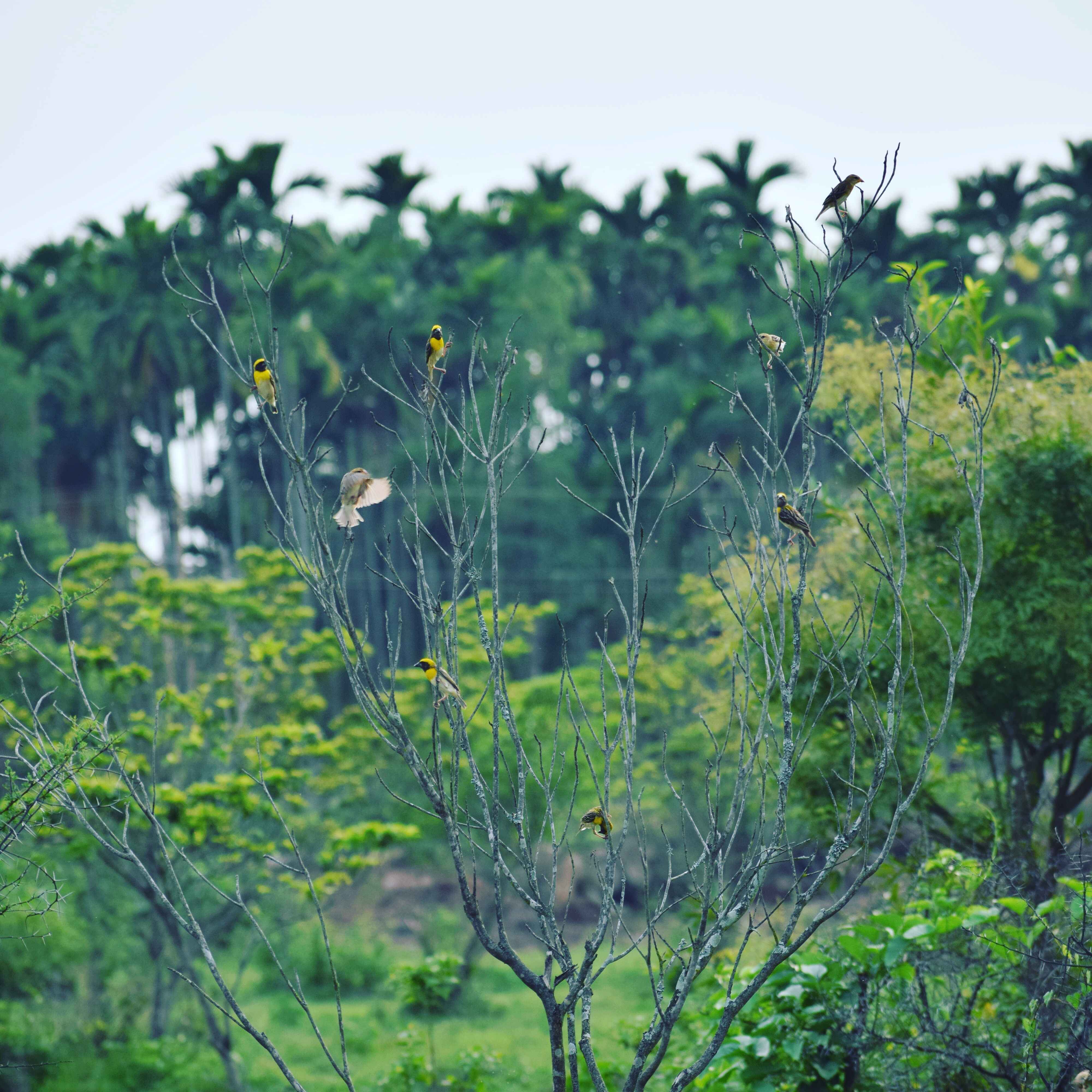 Native Plant