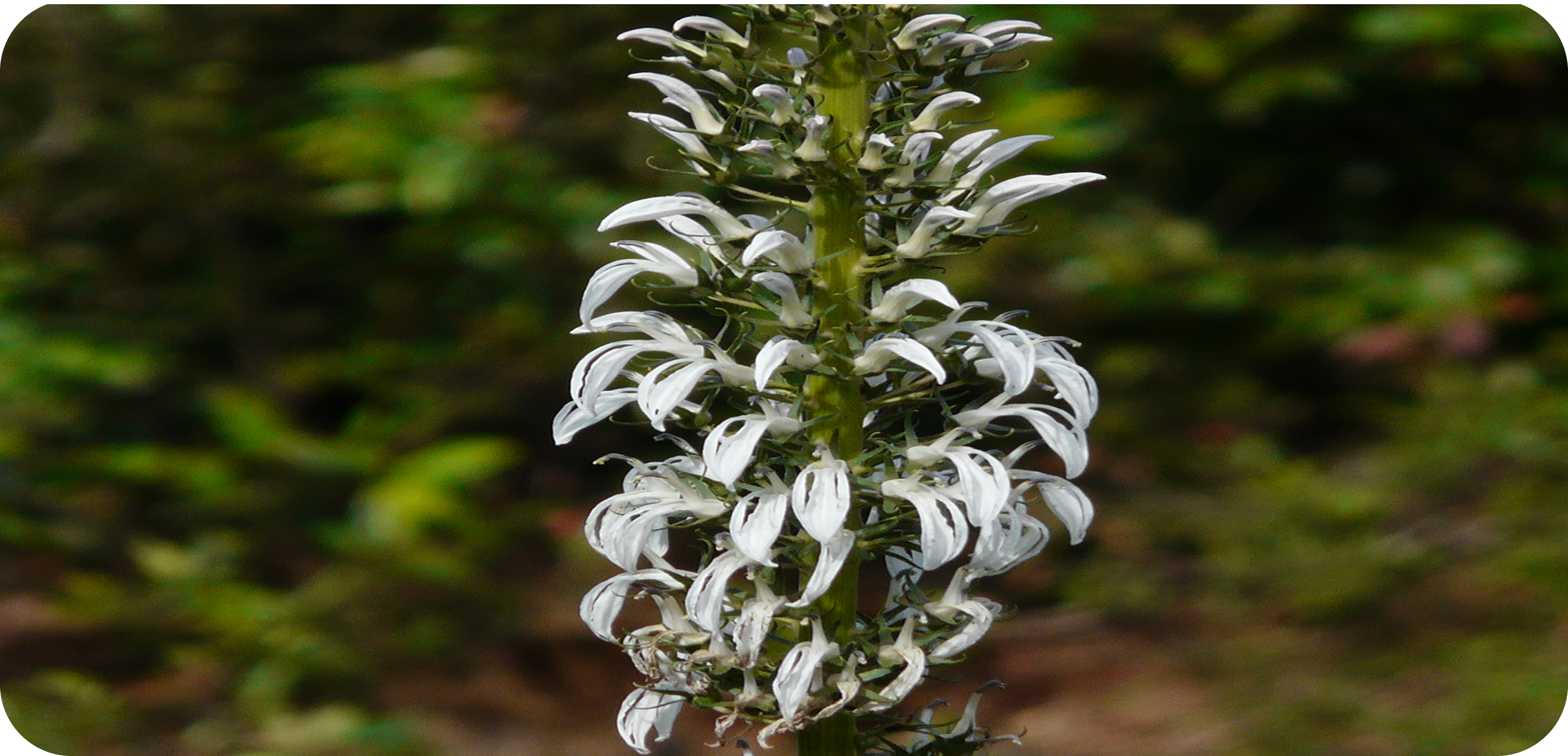 Wild Tobacco - Lobelia nicotianifolia L :The Native Gem