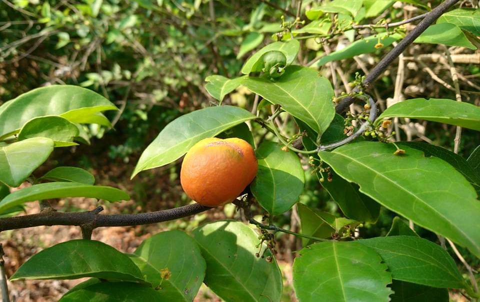 Salacia reticulata