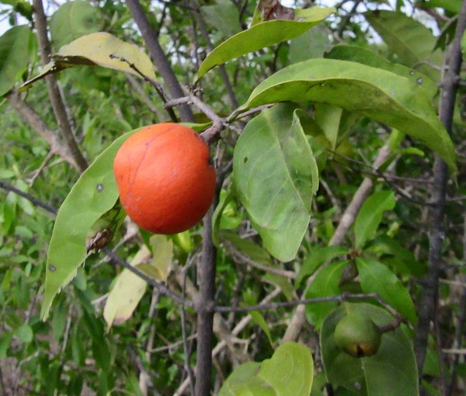 Salacia reticulata
