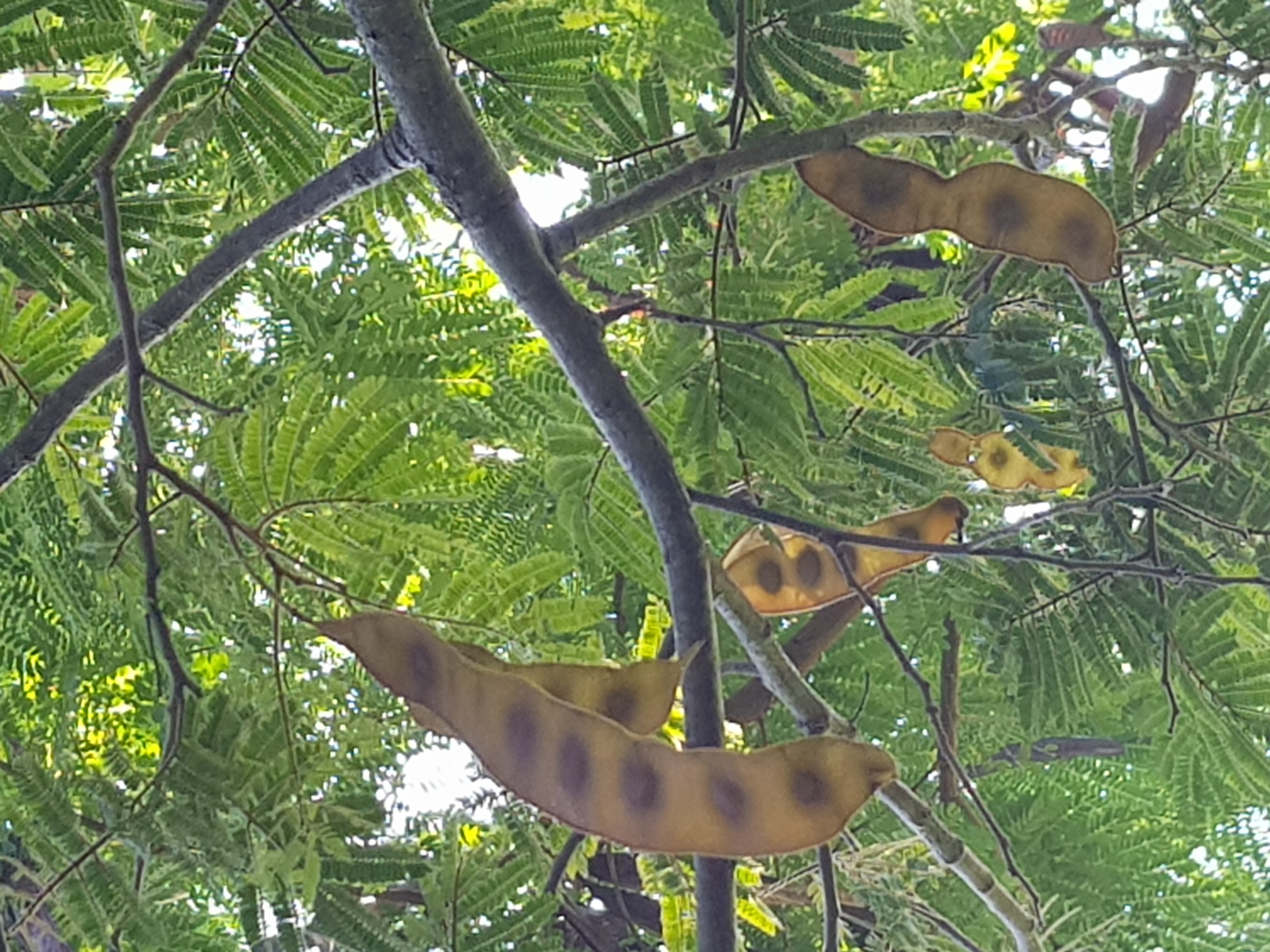 Albizia amara