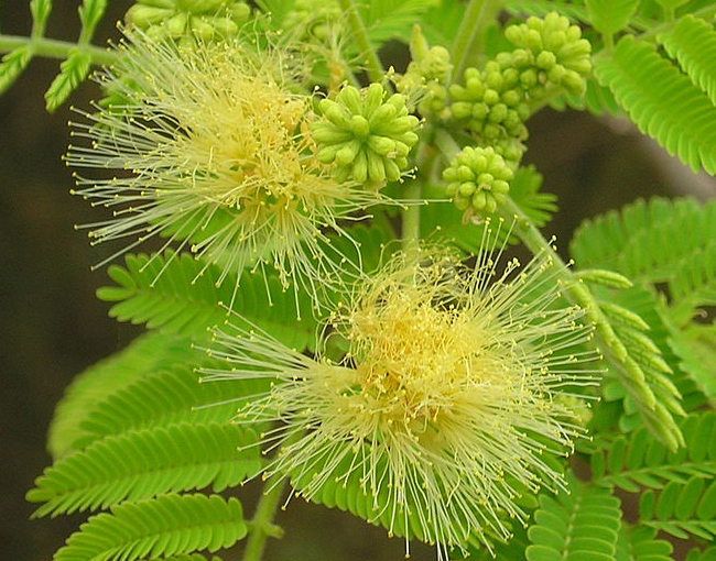 Albizia amara