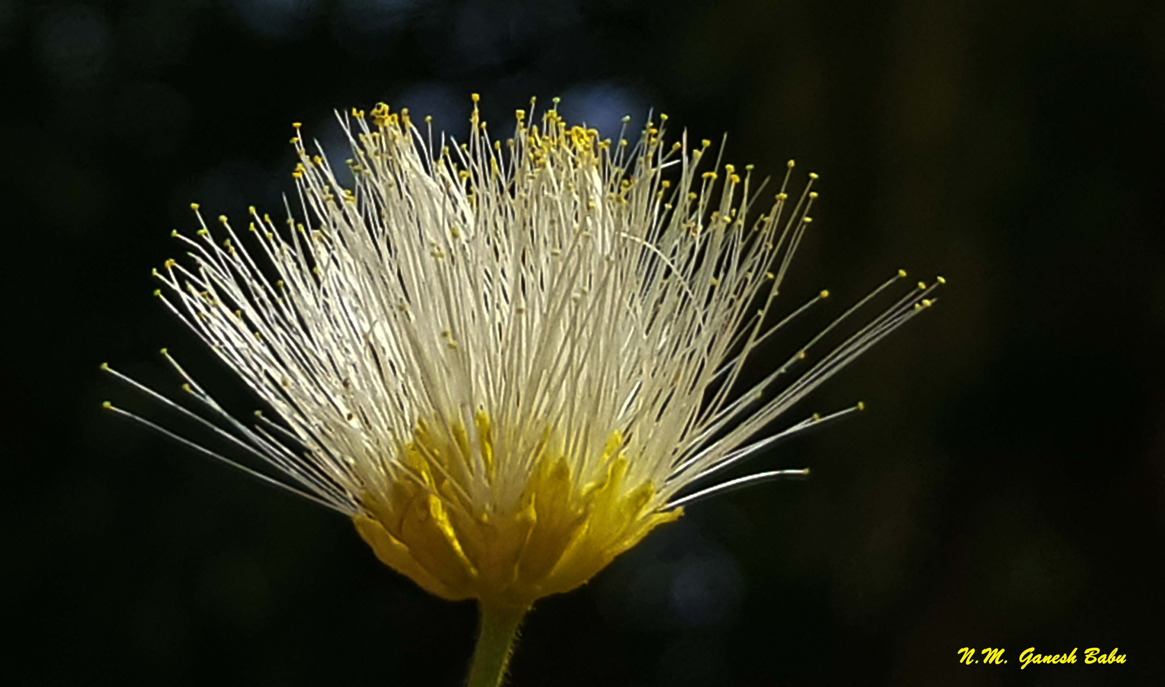 Albizia amara
