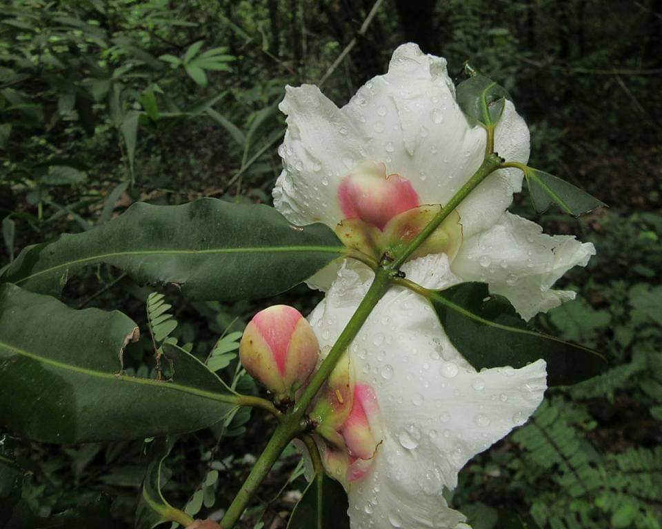 Mesua ferrea