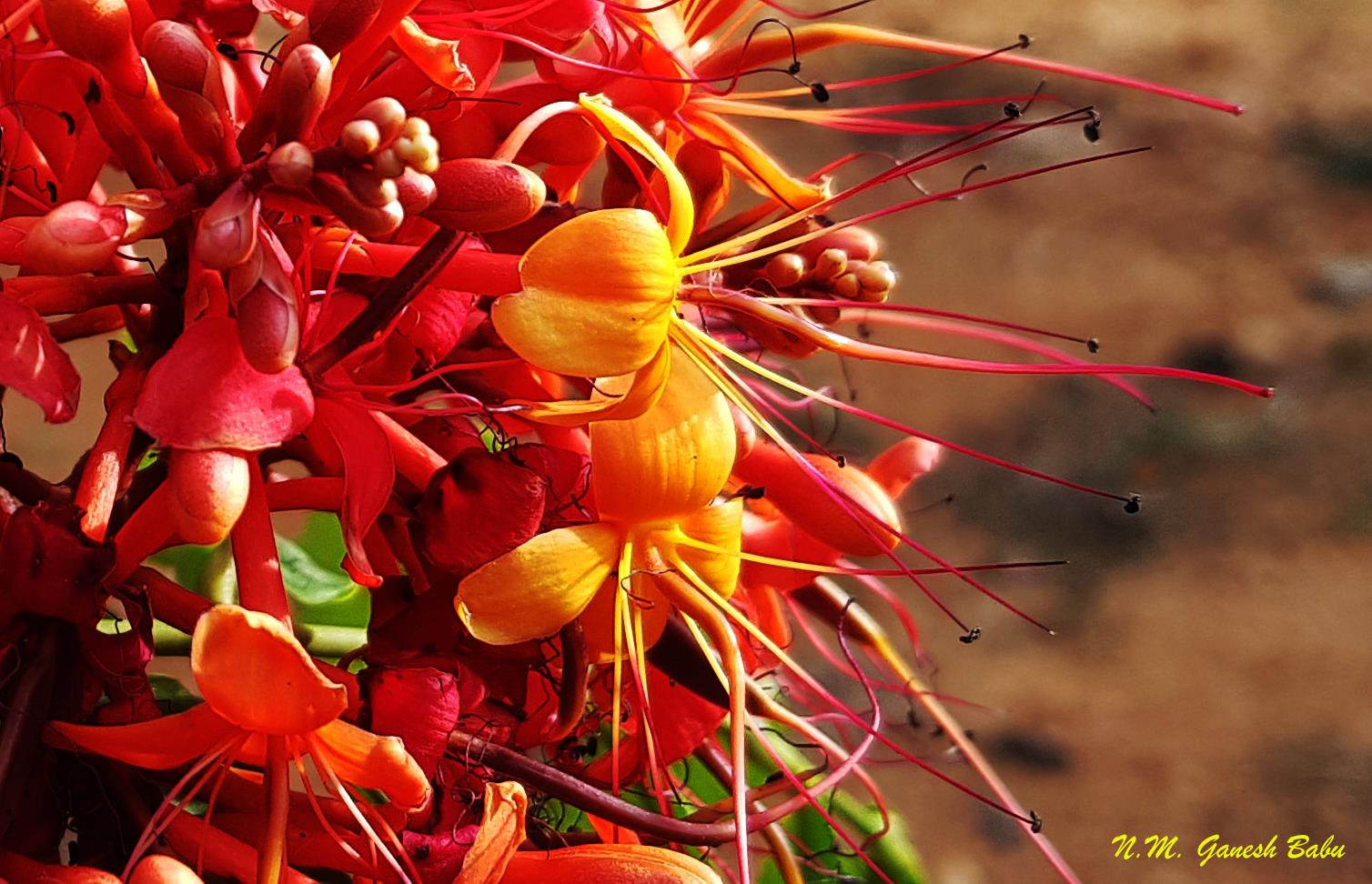 Saraca indica