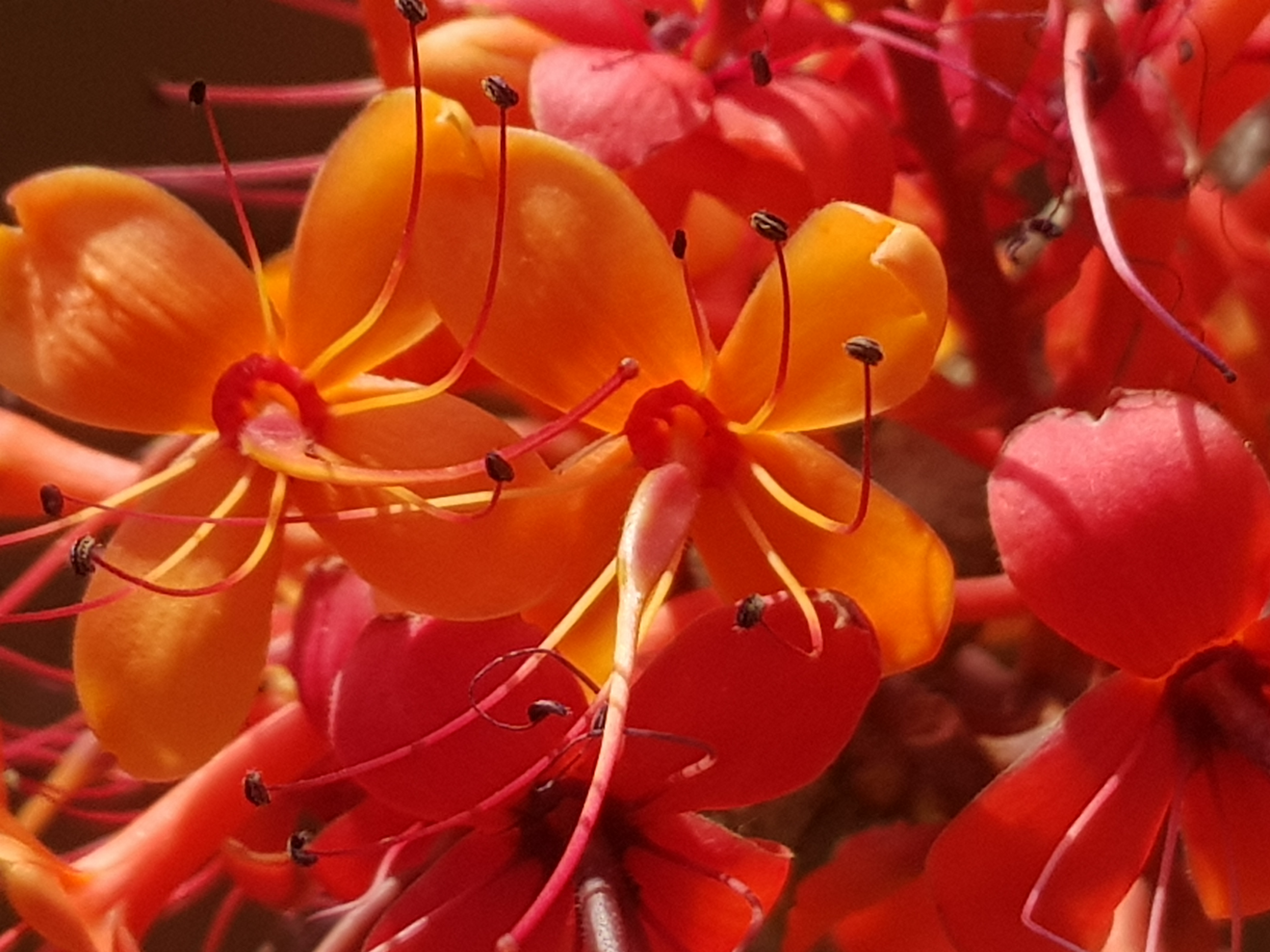 Saraca indica