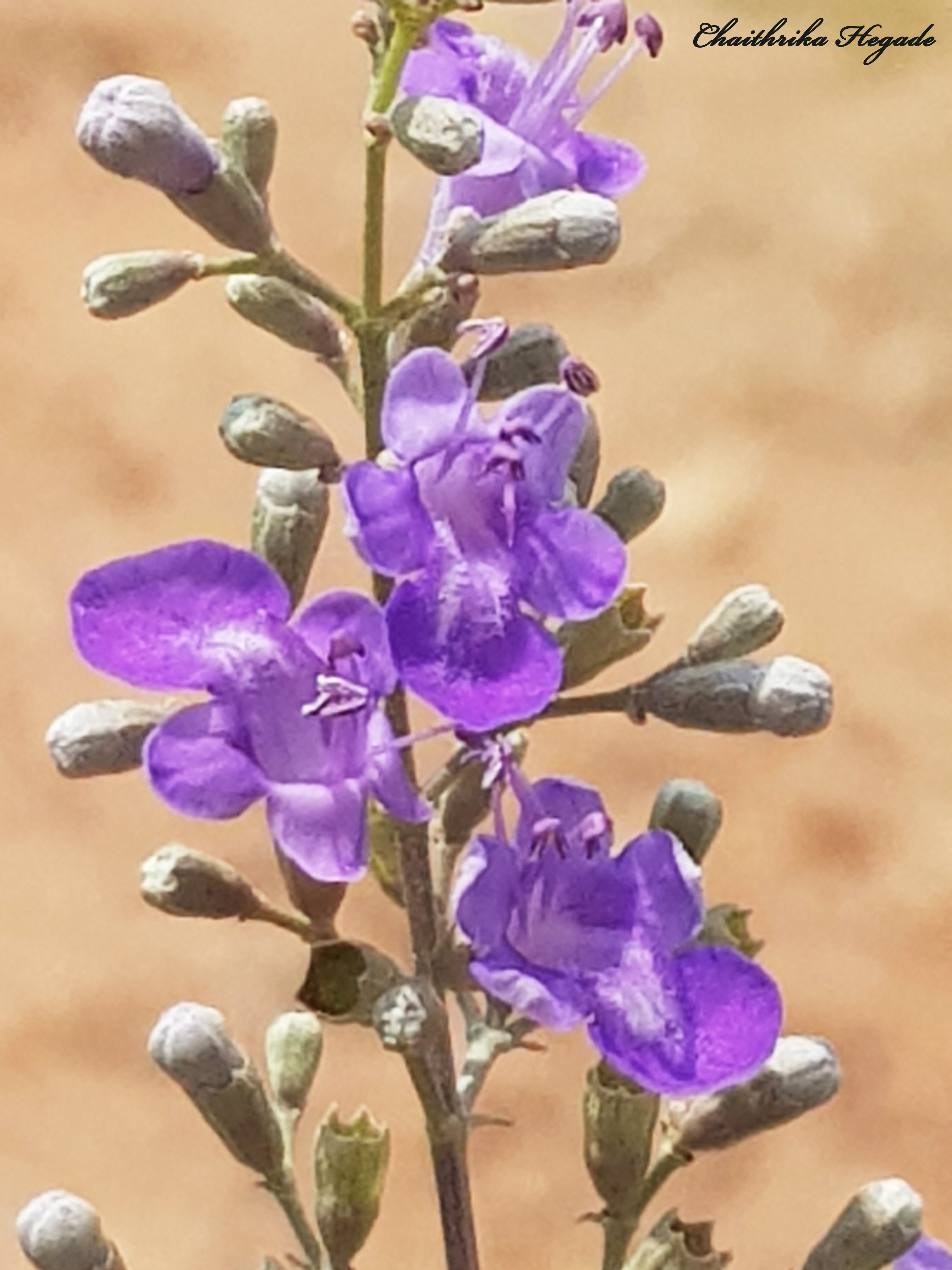 Vitex negundo