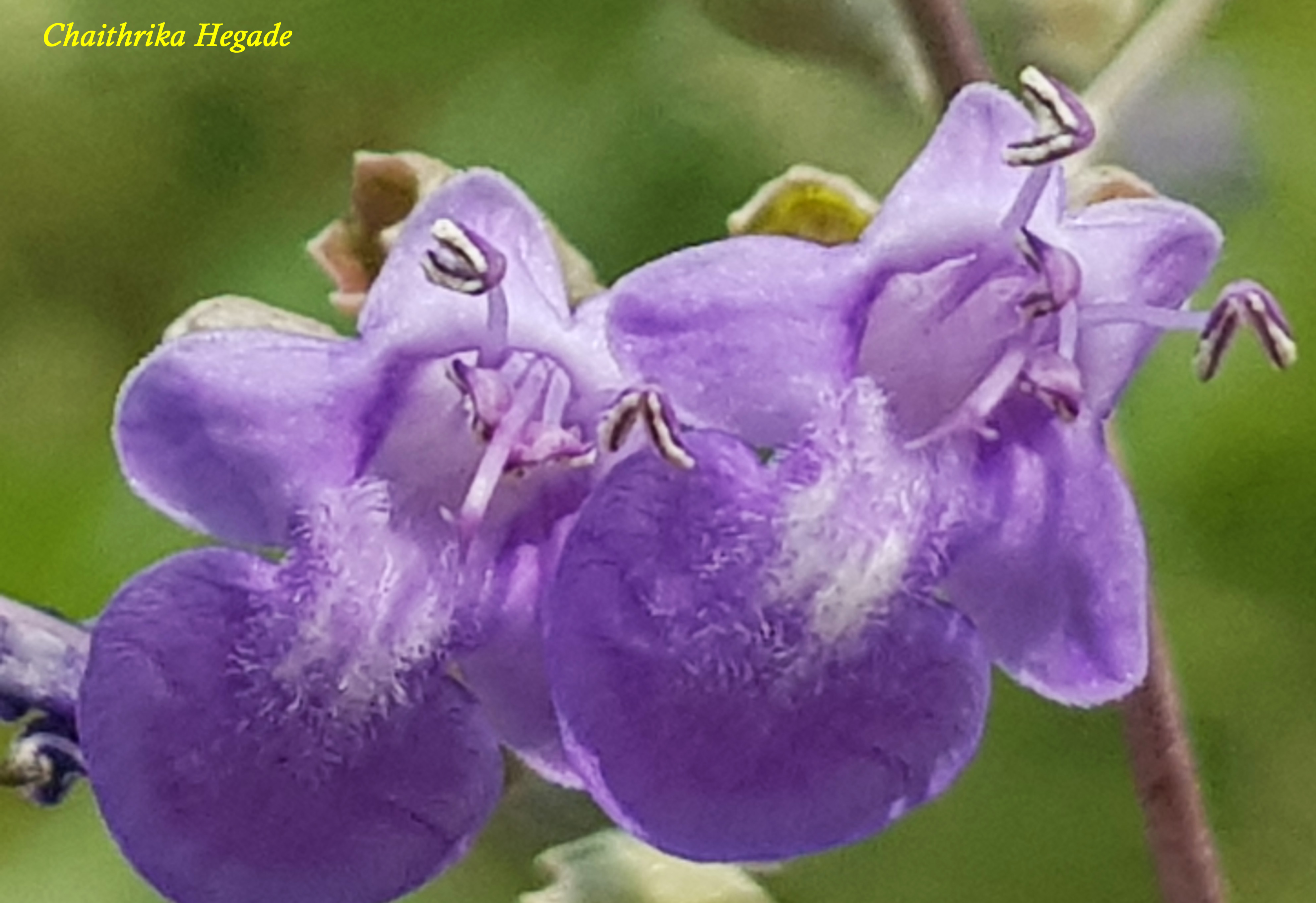 Vitex negundo