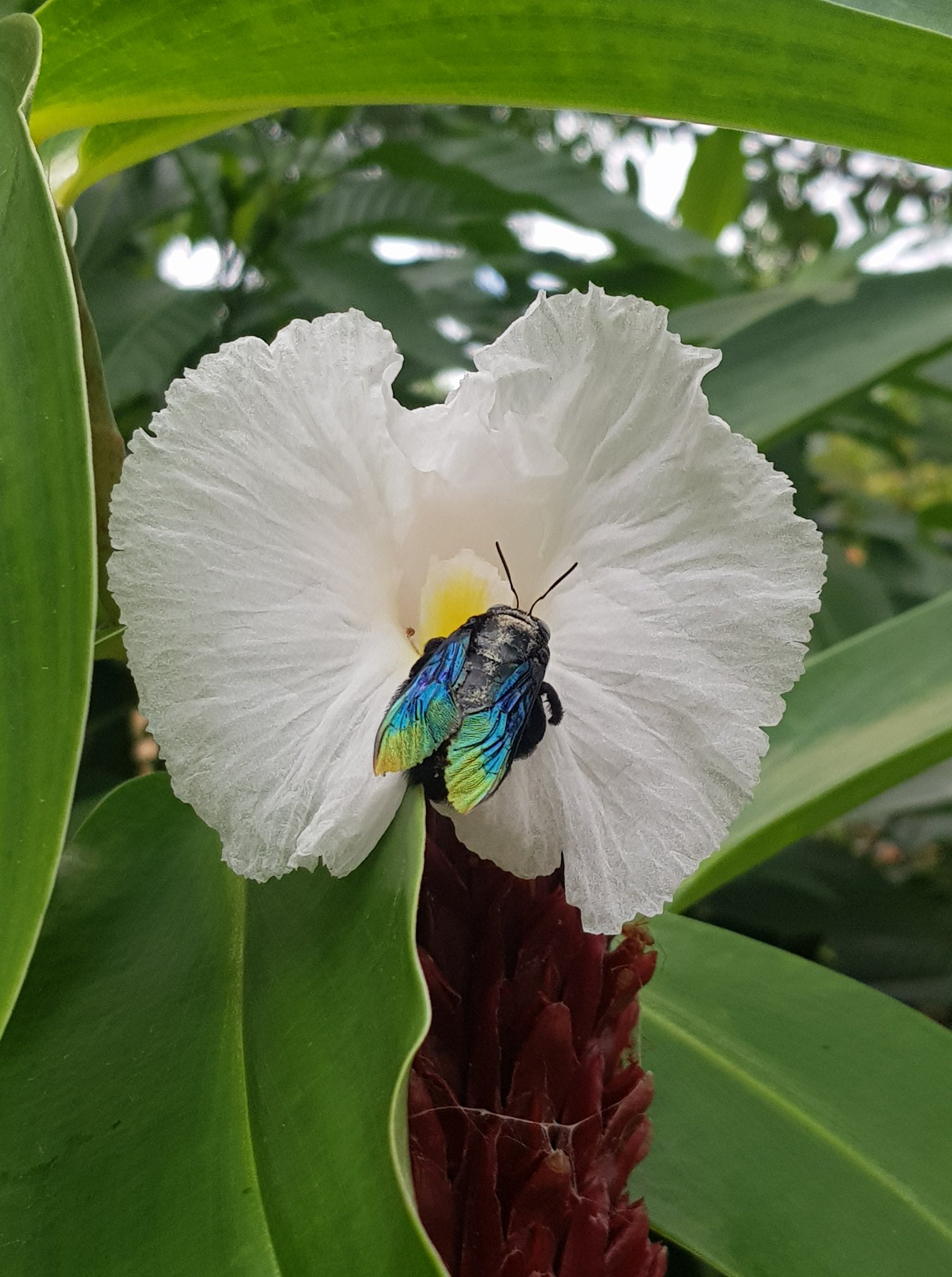 Costus speciosus