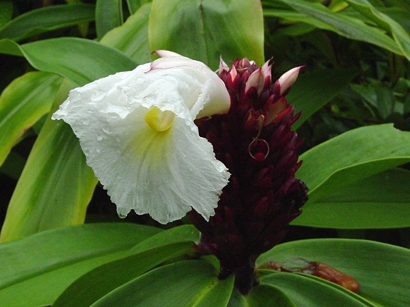 Costus speciosus