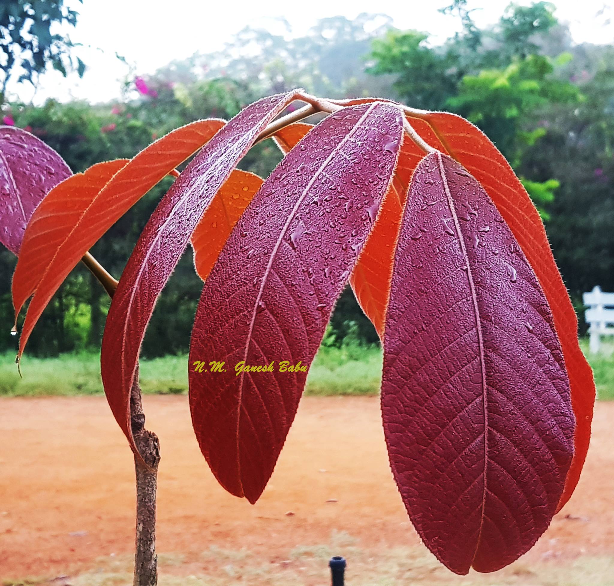 Canarium strictum
