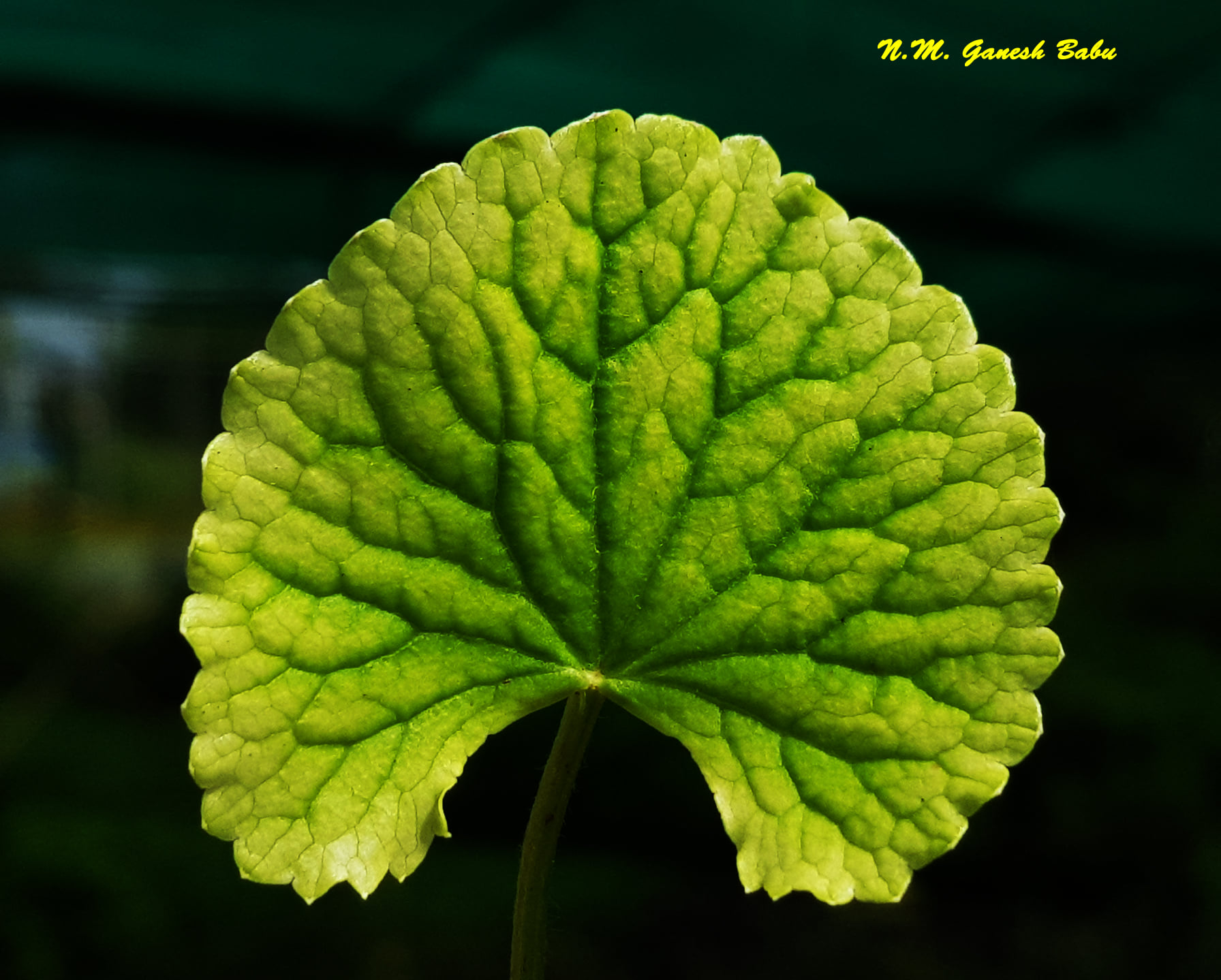 Centella asiatica