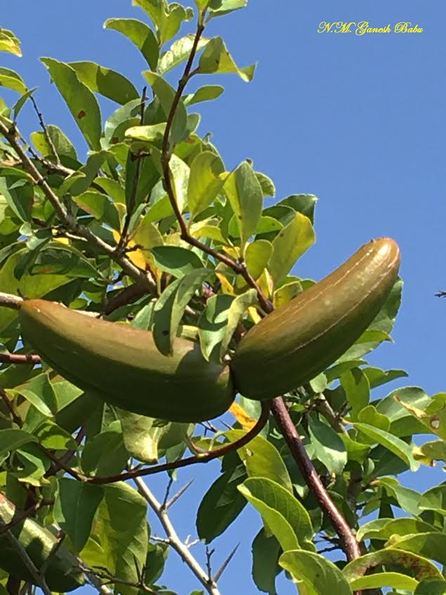 Decalepis hamiltonii 