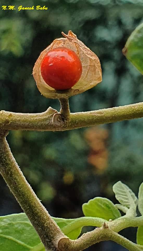 Withania somnifera