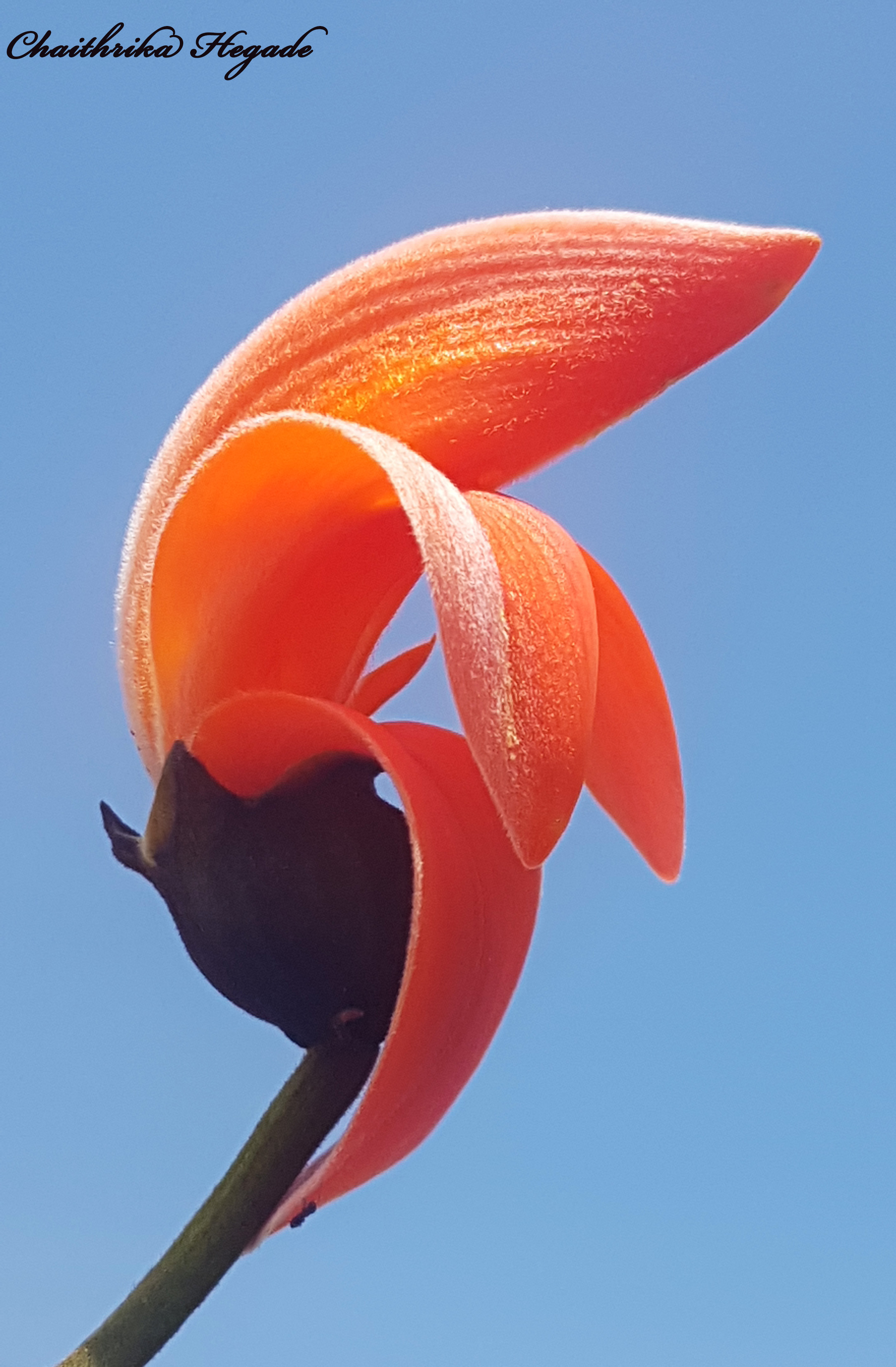 Butea monosperma