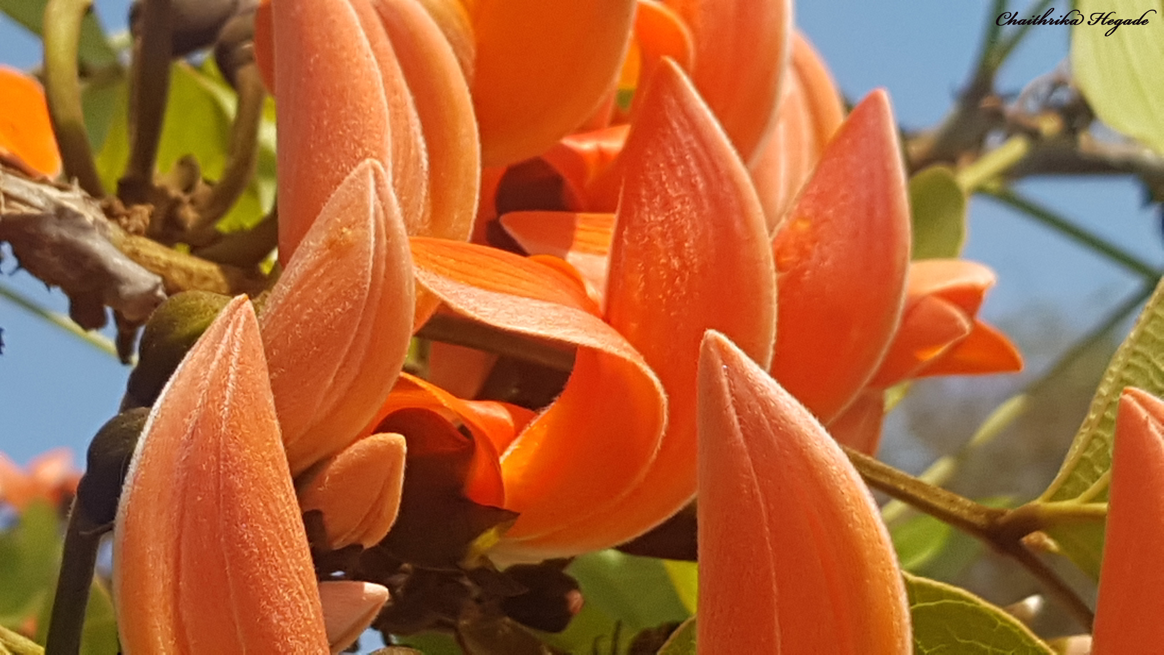 Butea monosperma
