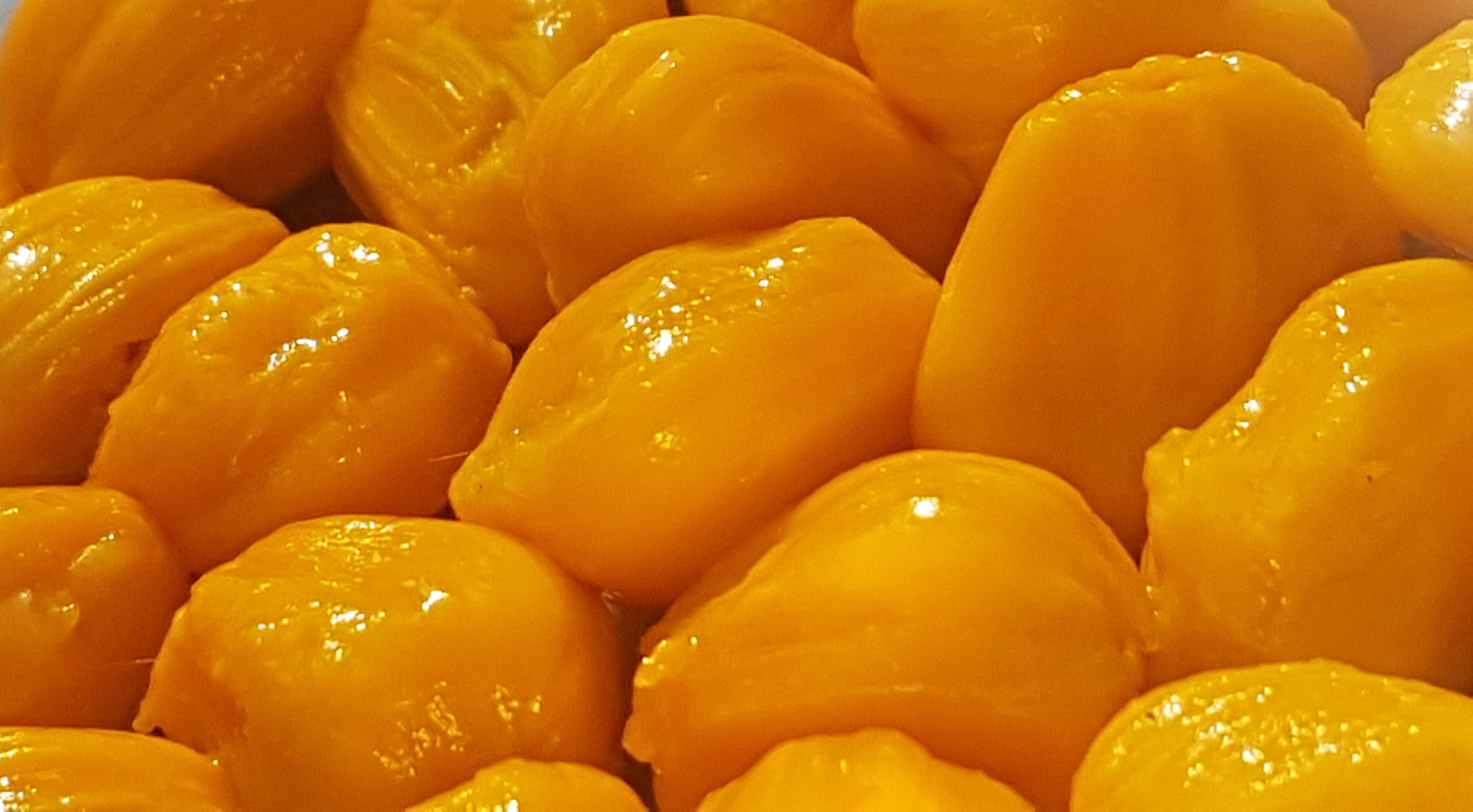 Artocarpus hirsutus 