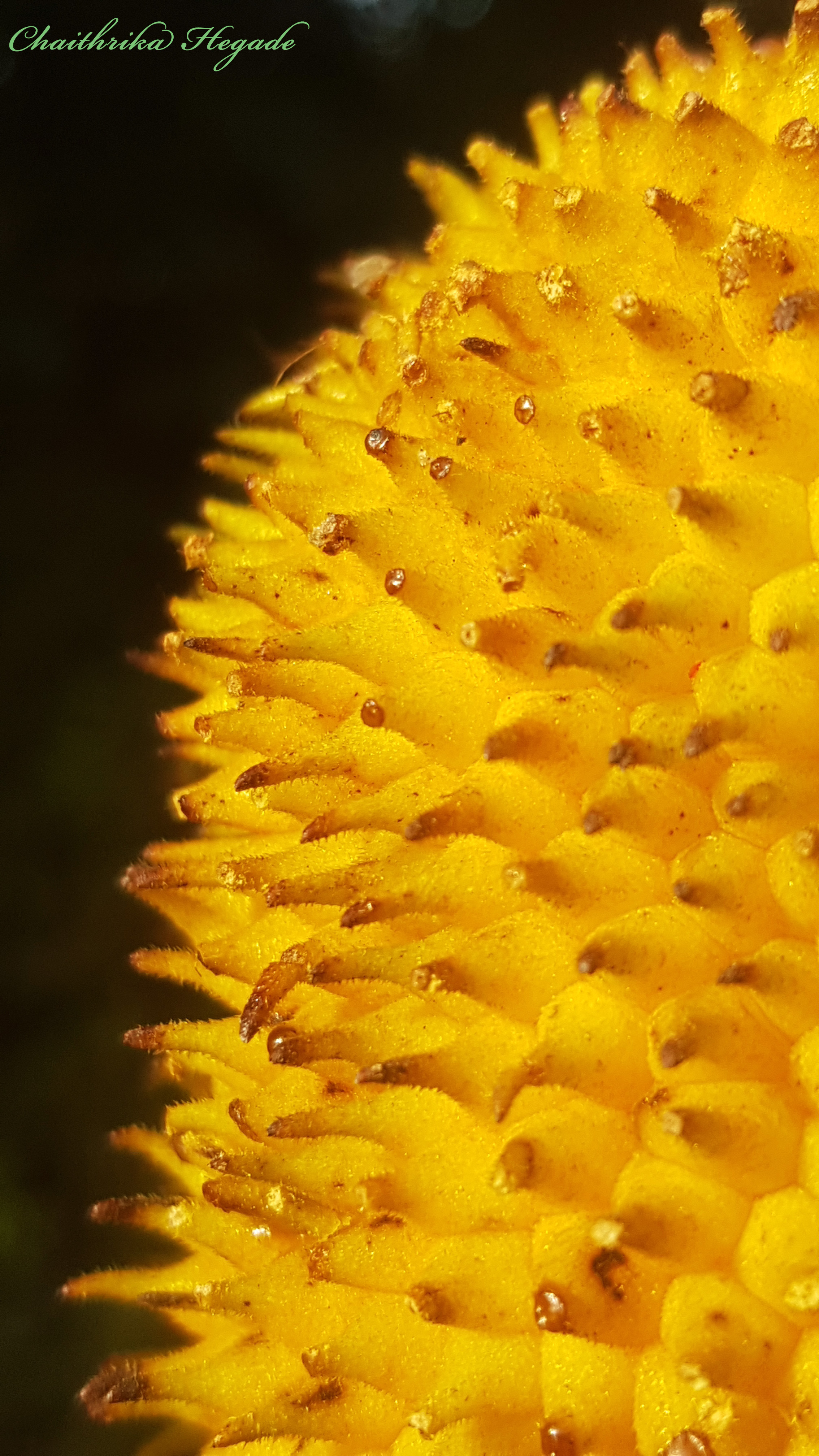 Artocarpus hirsutus