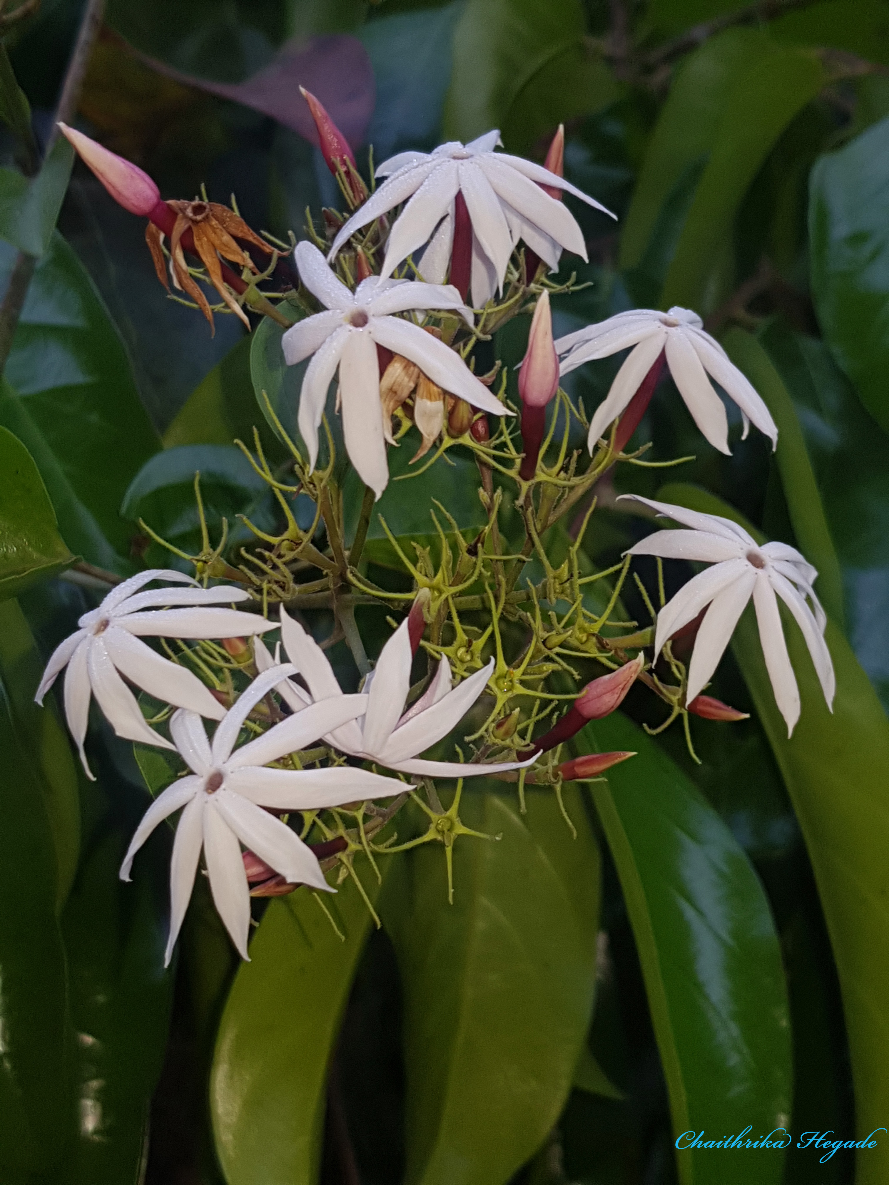 Jasminum malabaricum