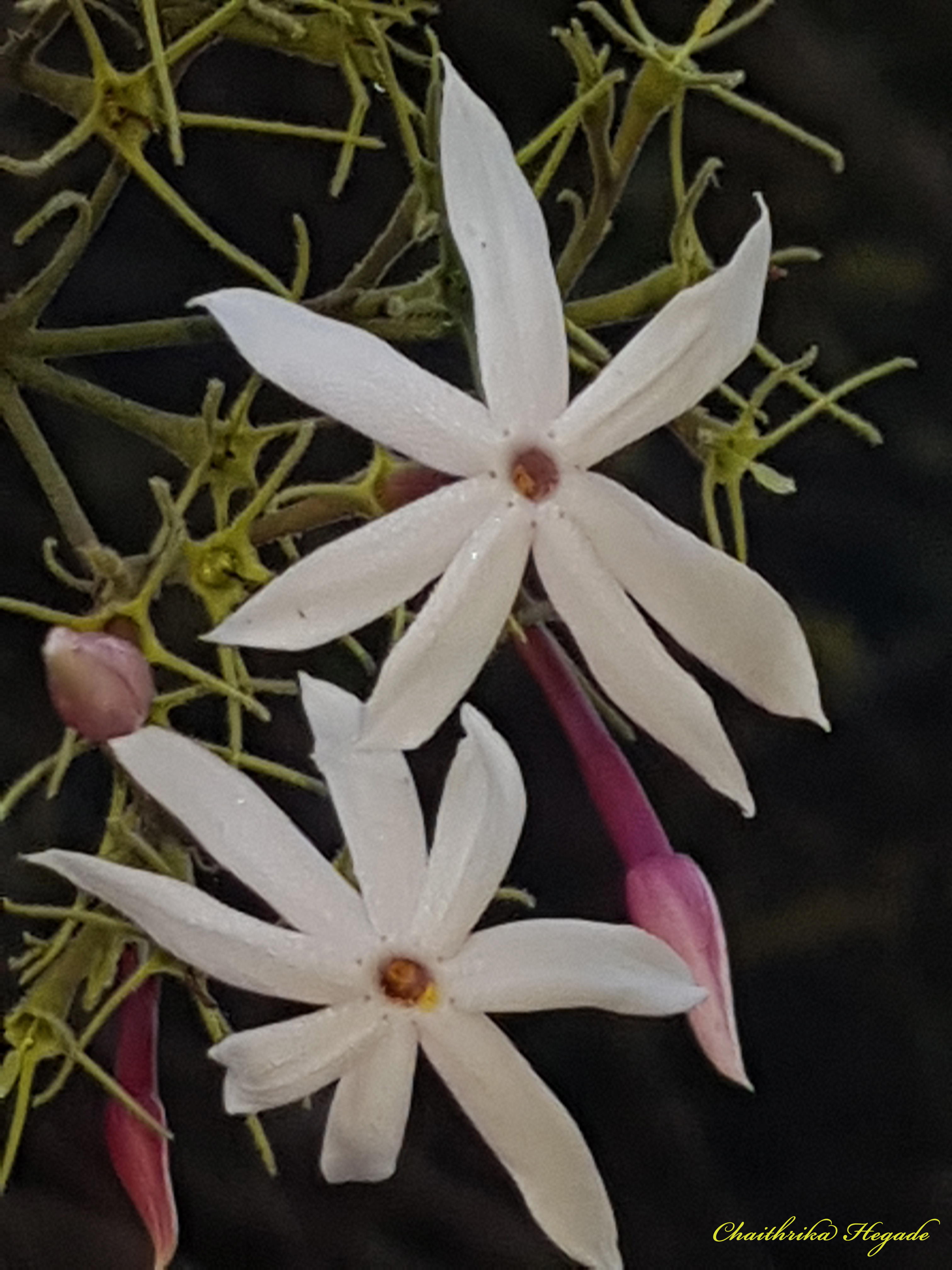 Jasminum malabaricum