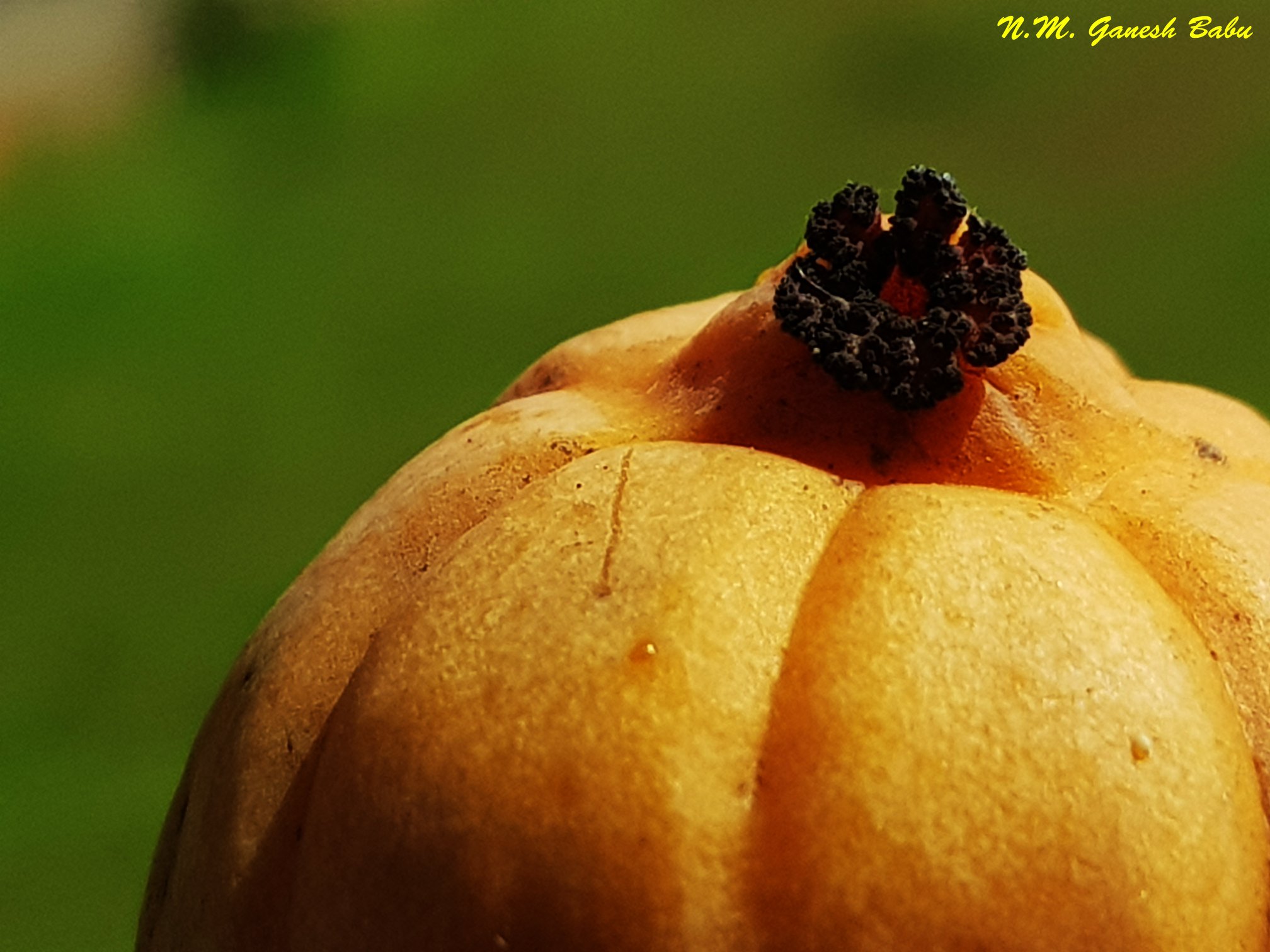 Garcinia gummi-gutta