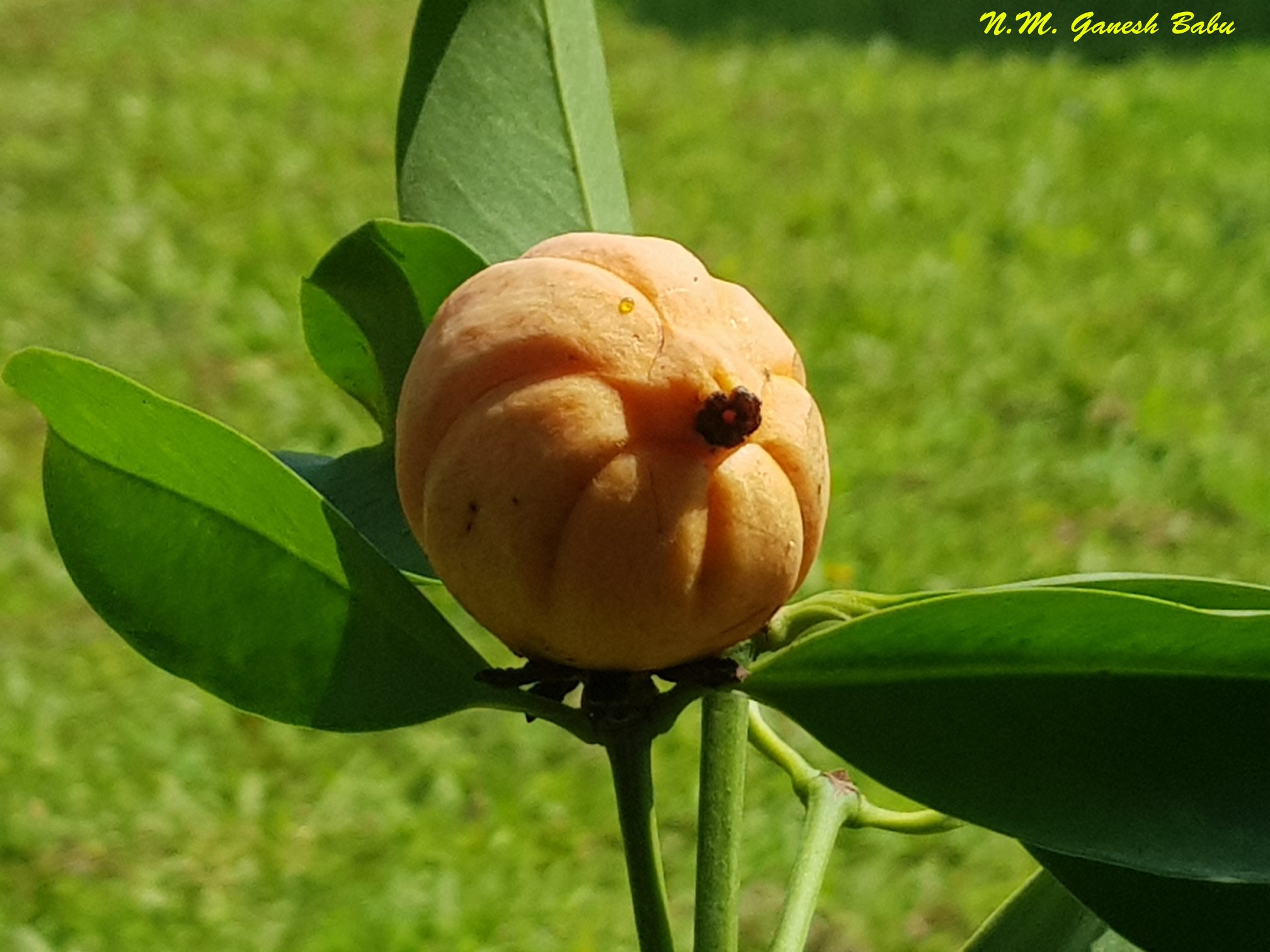 Garcinia gummi-gutta