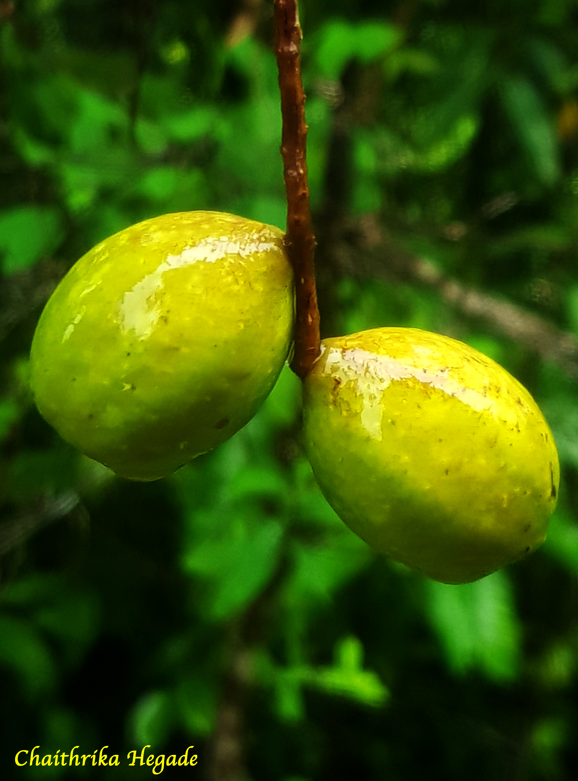 Terminalia chebula