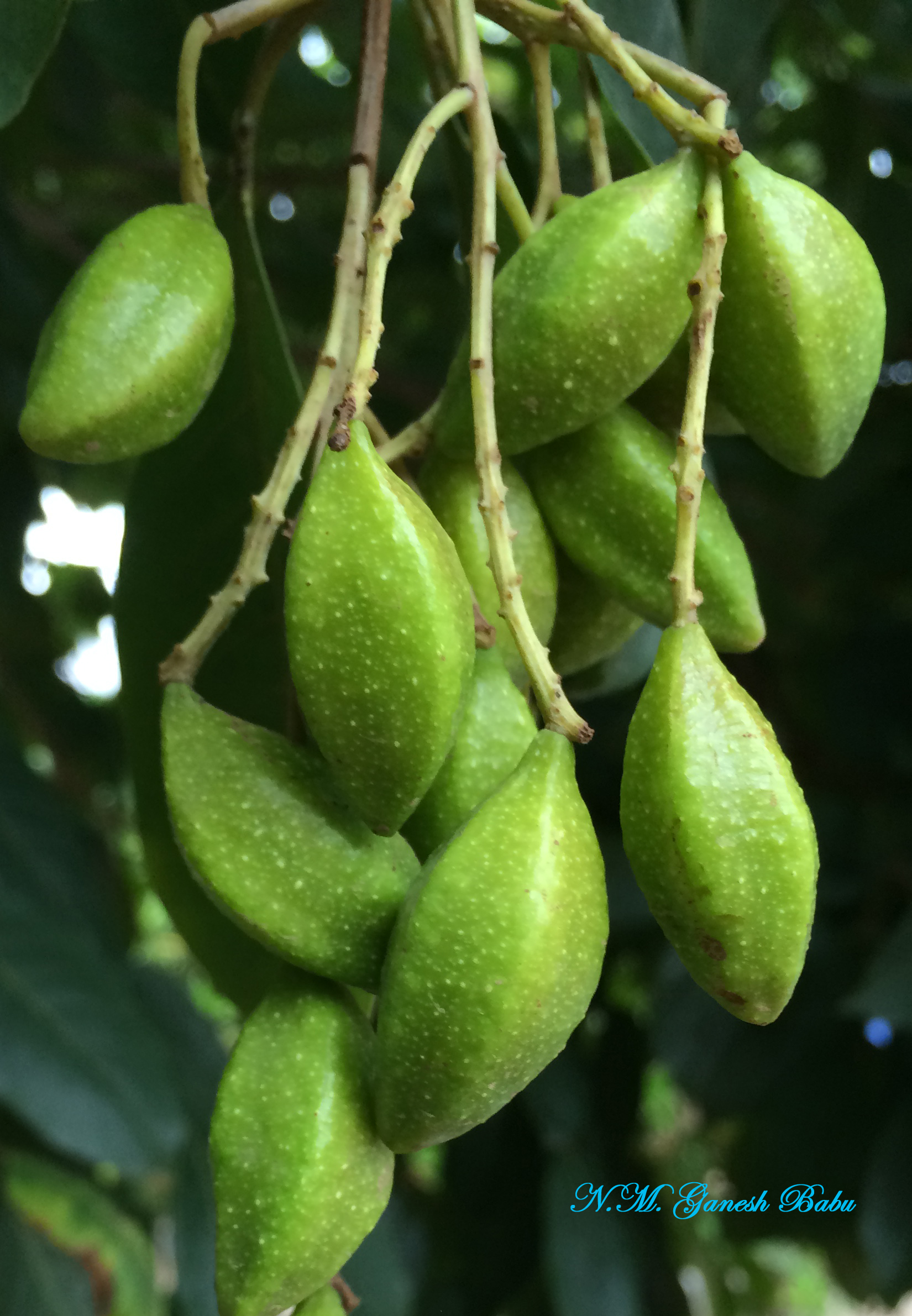 Terminalia chebula