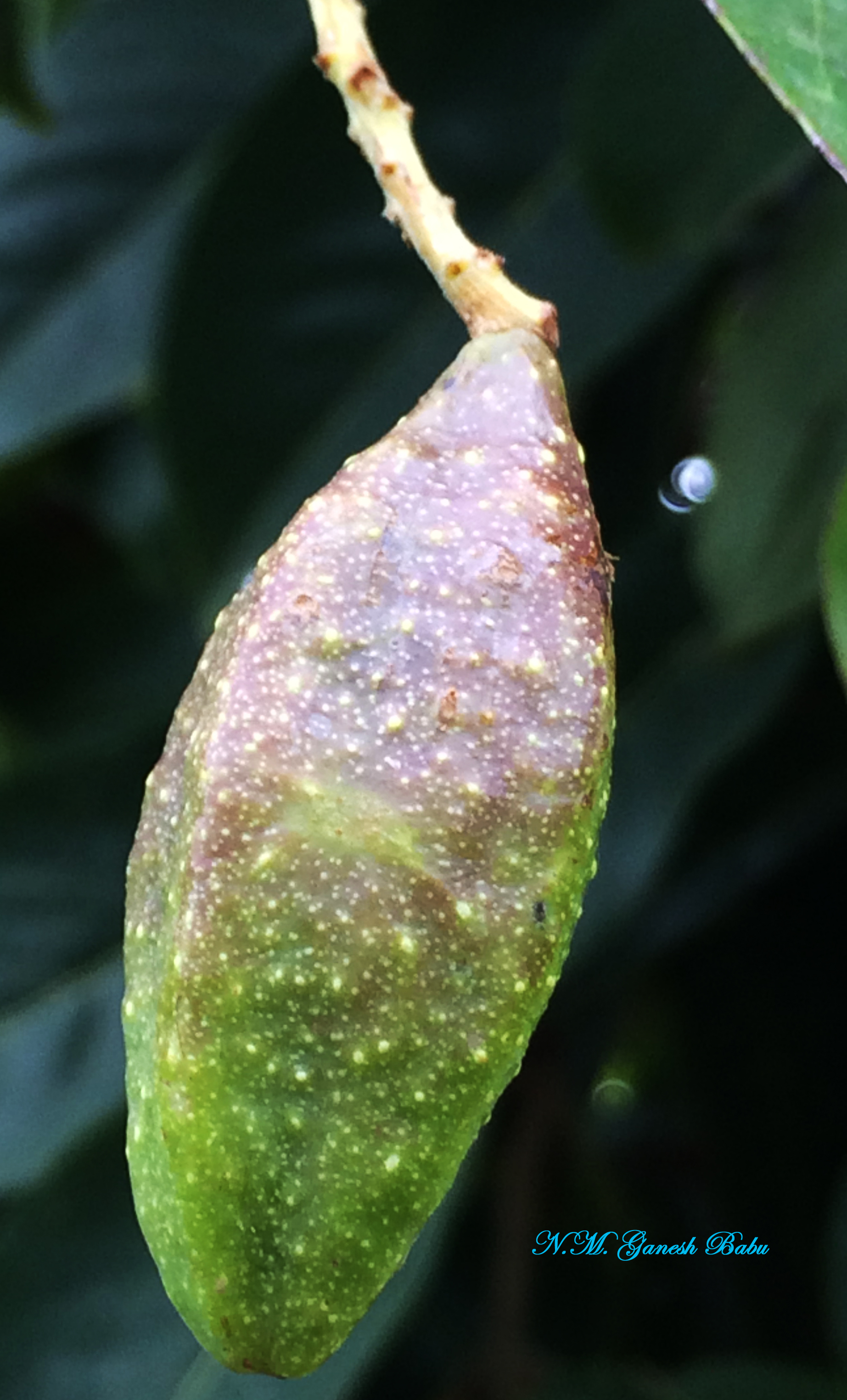 Terminalia chebula
