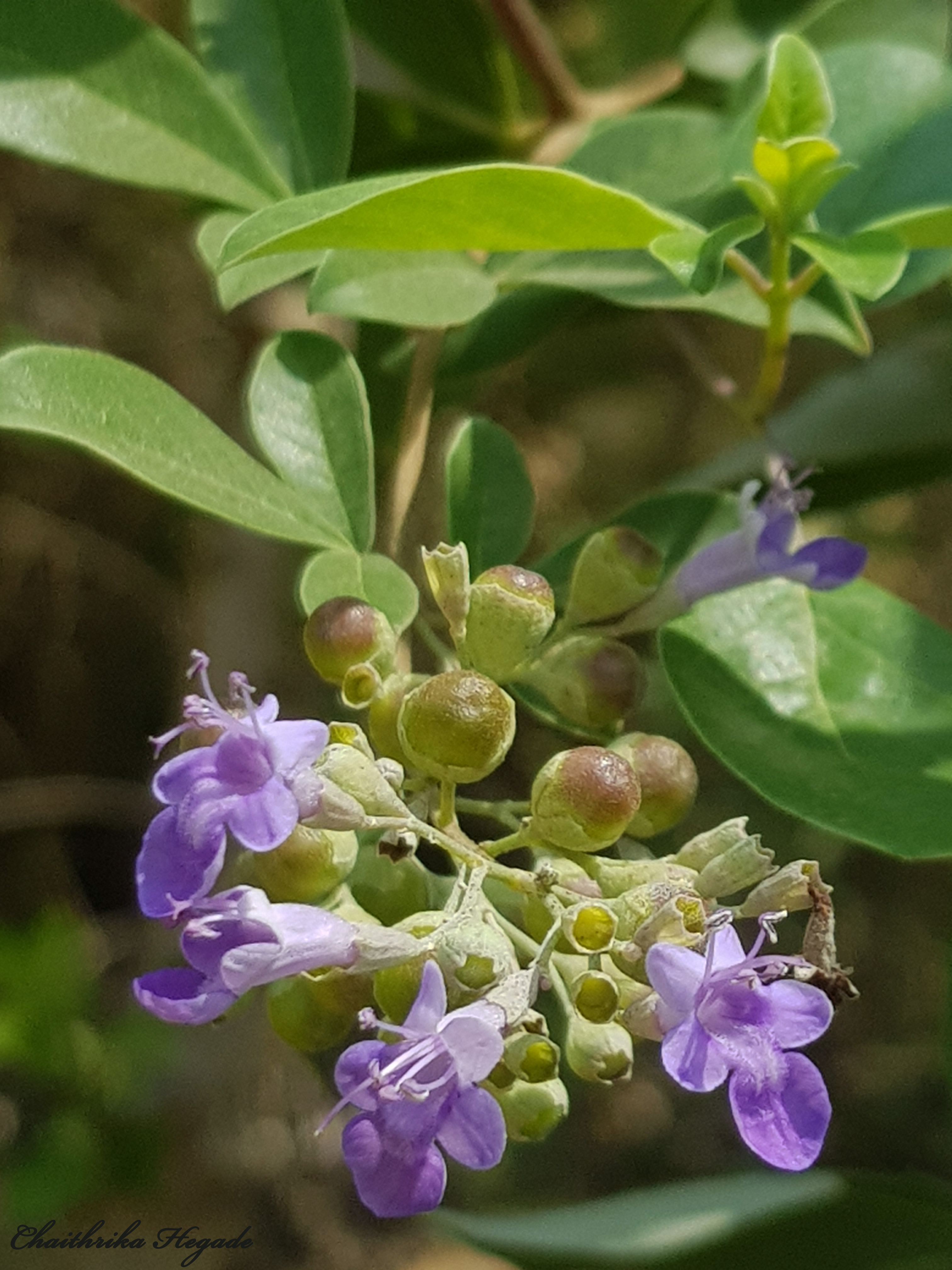 Vitex trifolia