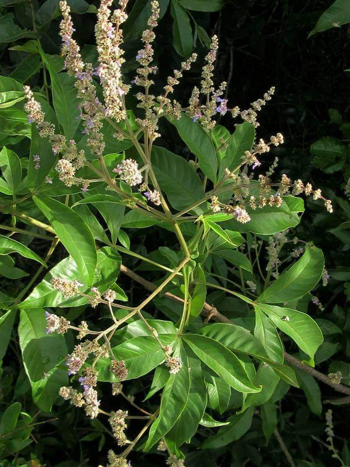 Vitex trifolia