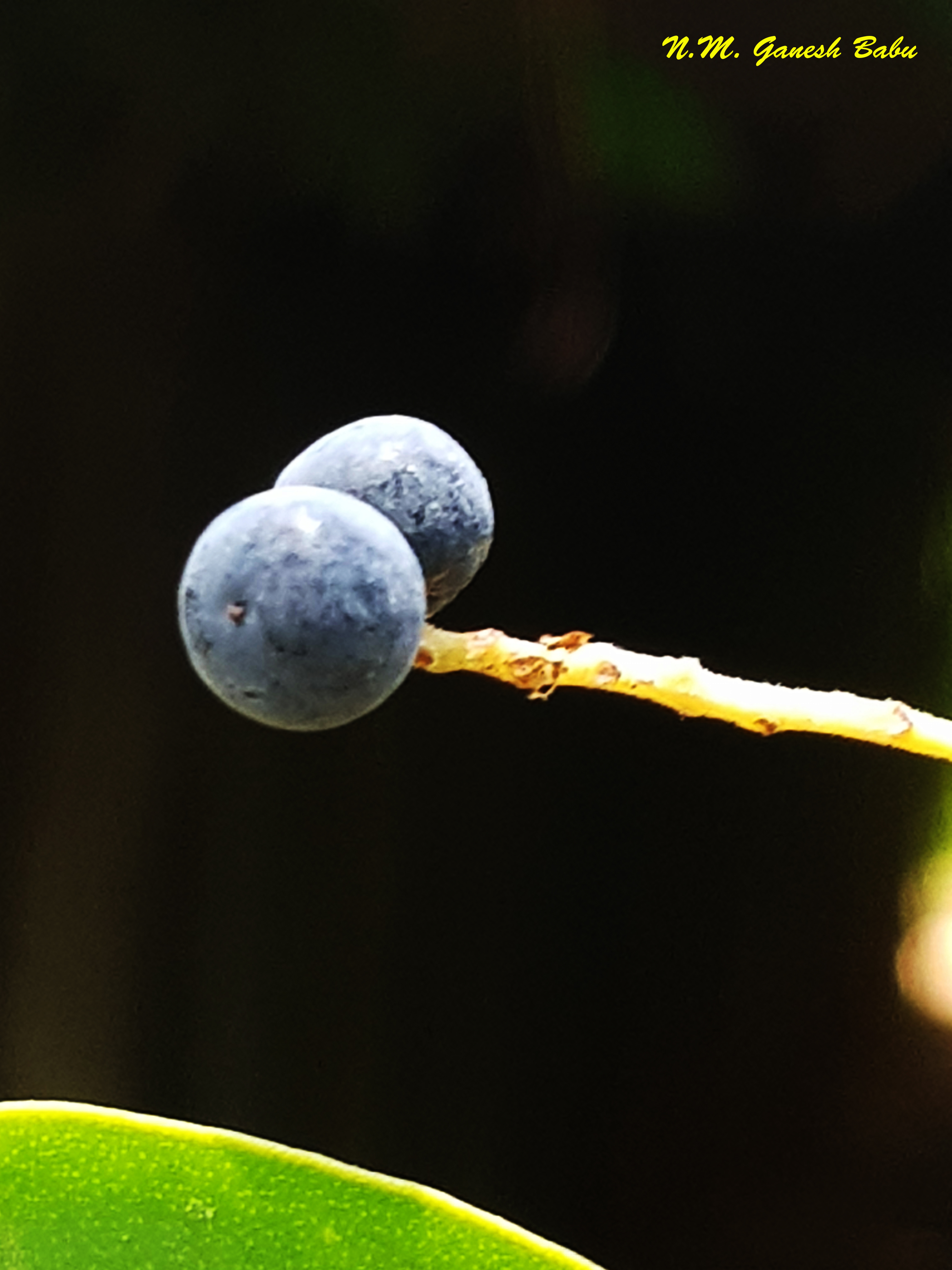 Embelia ribes