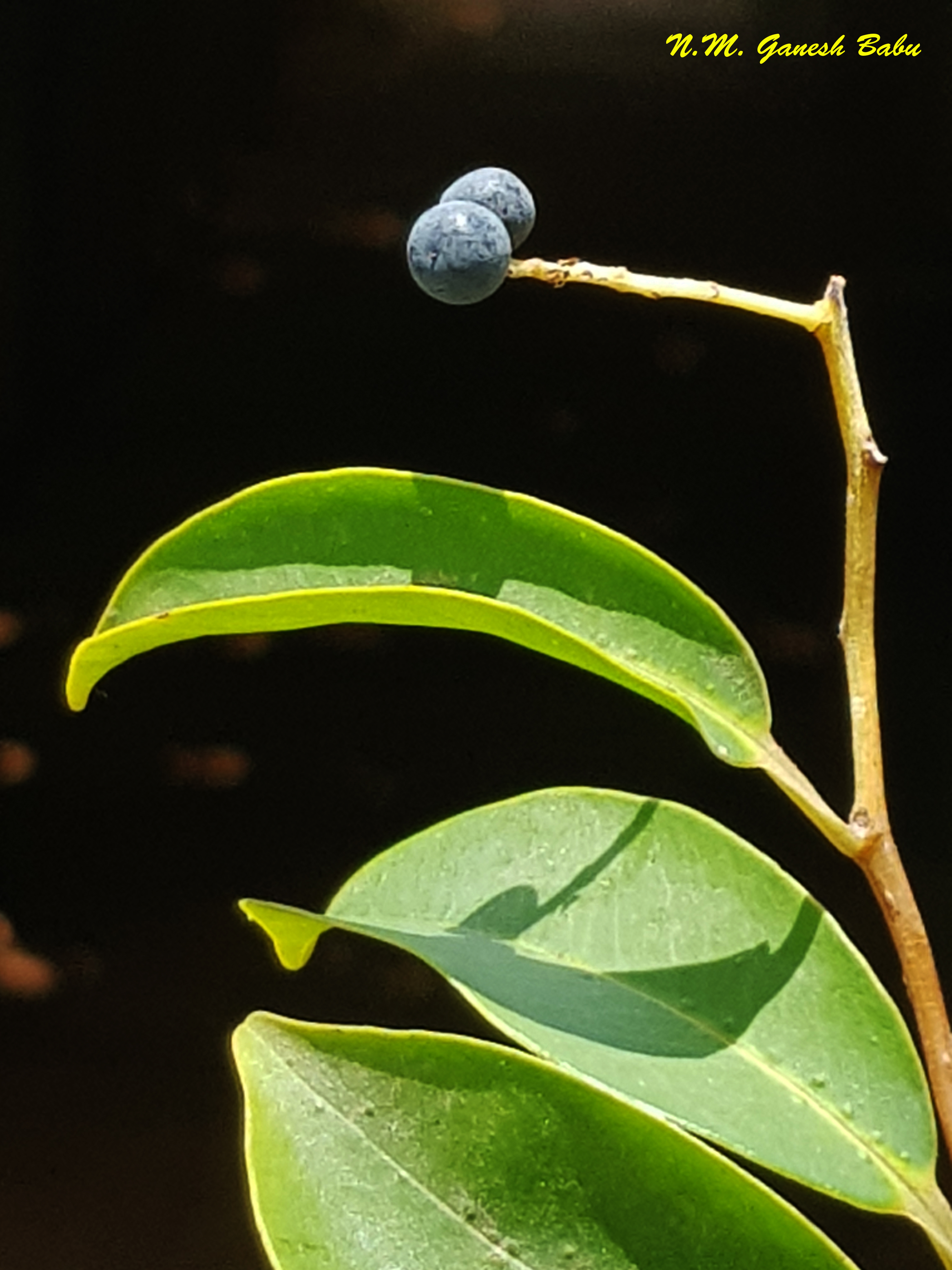 Embelia ribes