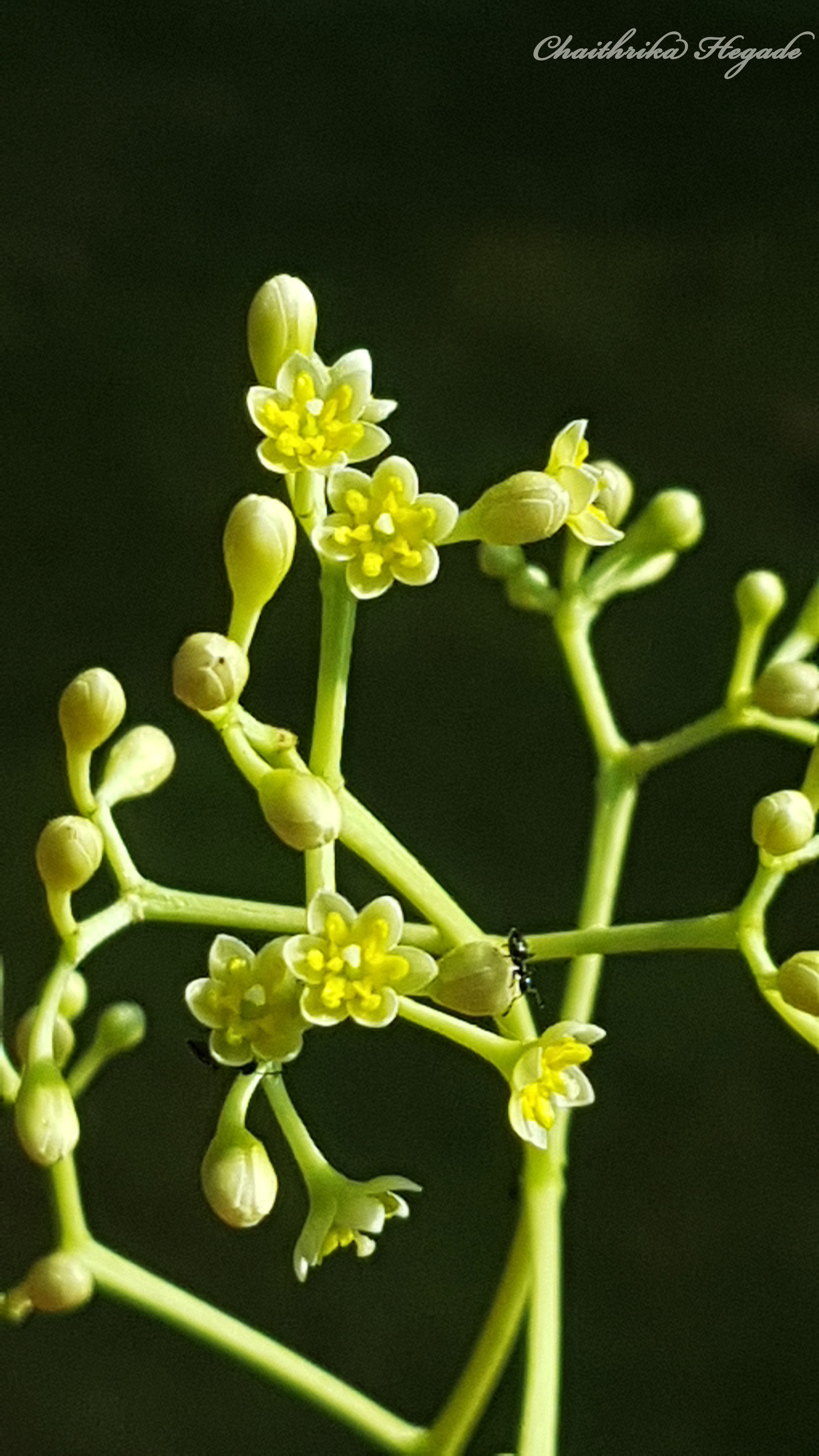 Cinnamomum tamala