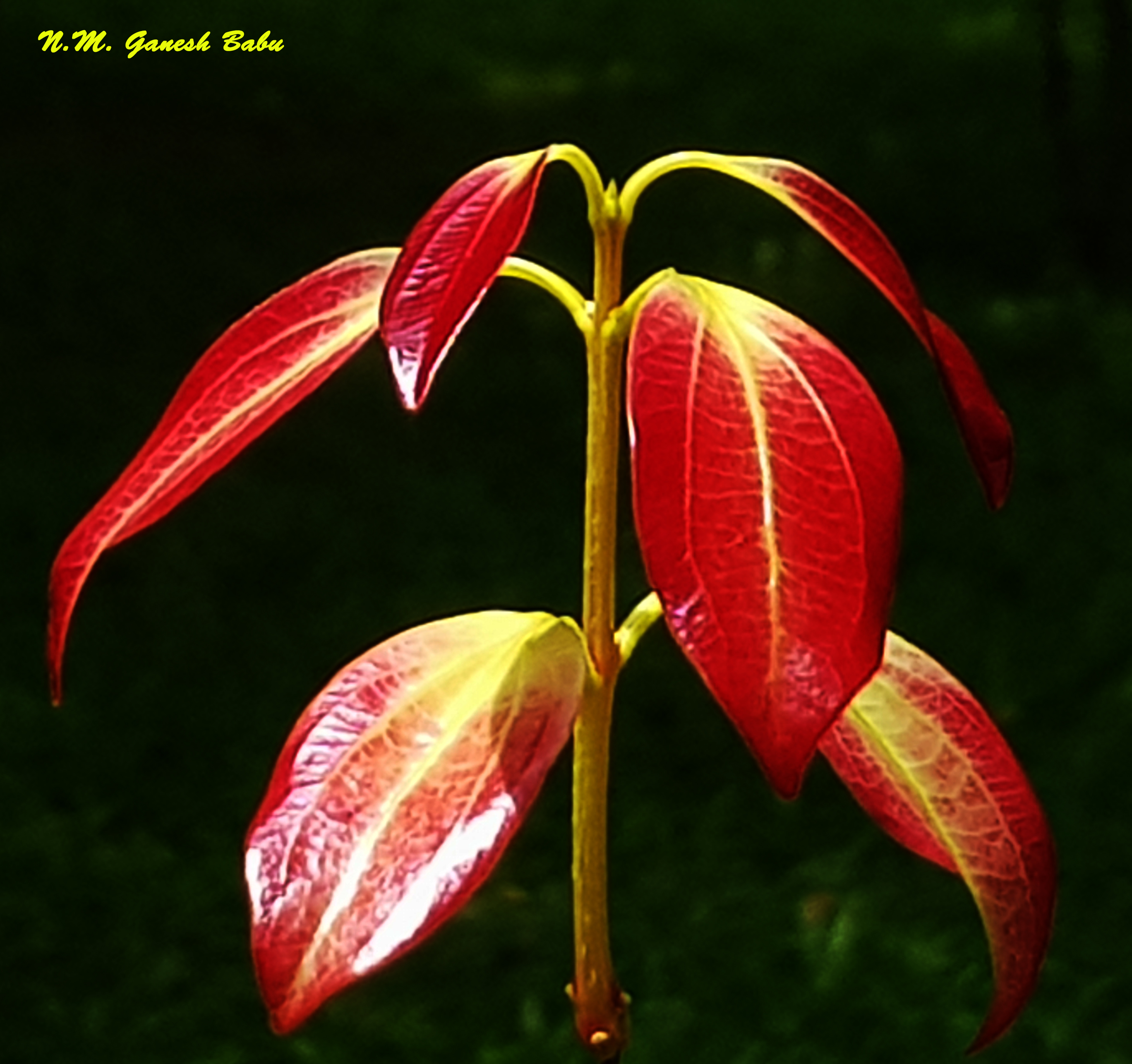 Cinnamomum tamala