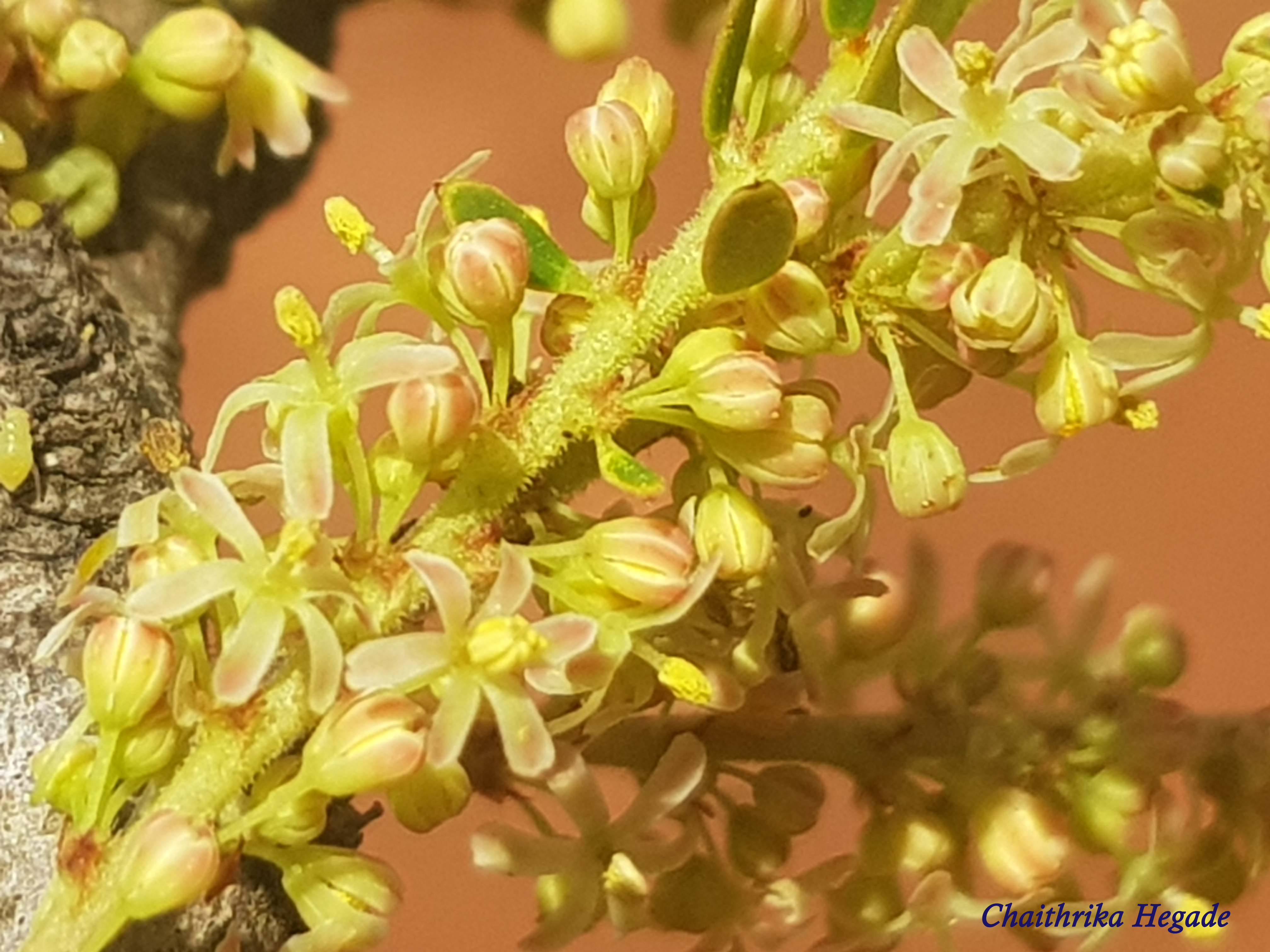 Phyllanthus emblica