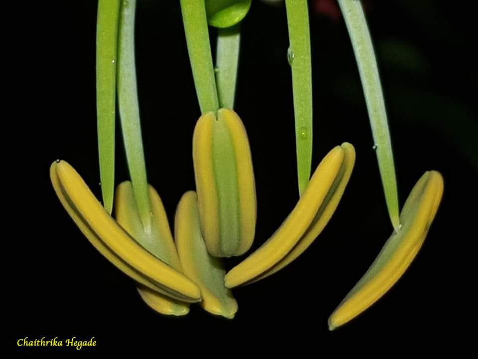 Gloriosa superba