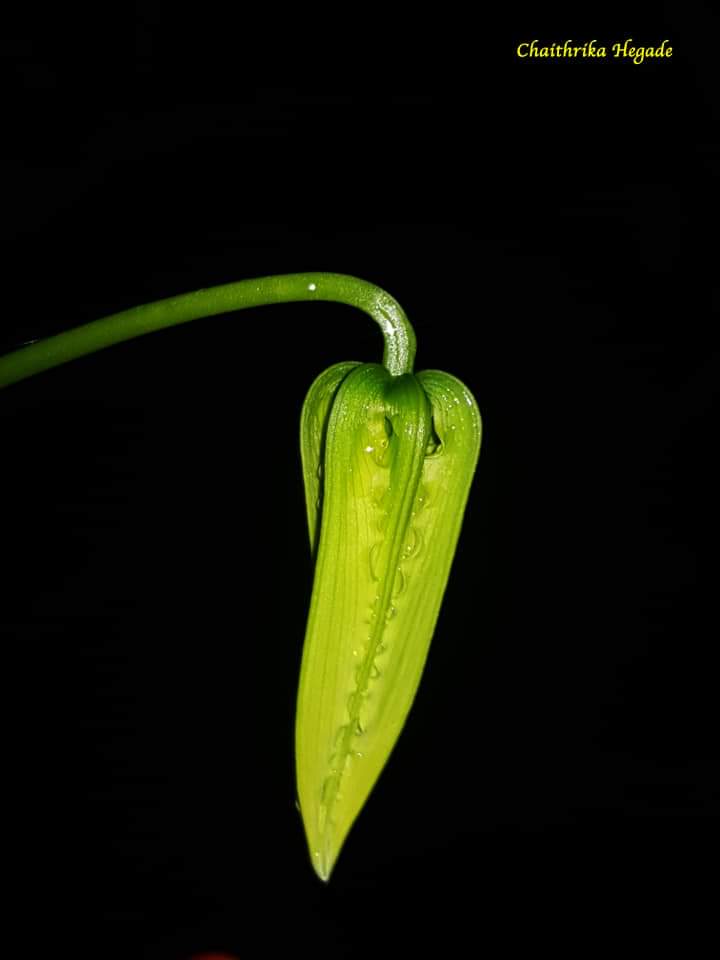 Gloriosa superba