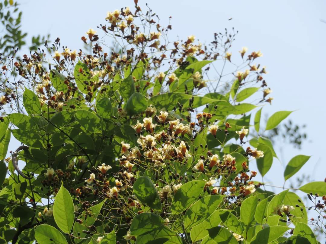 Stereospermum tetragonum