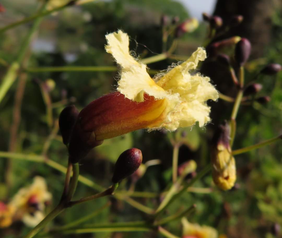 Stereospermum tetragonum