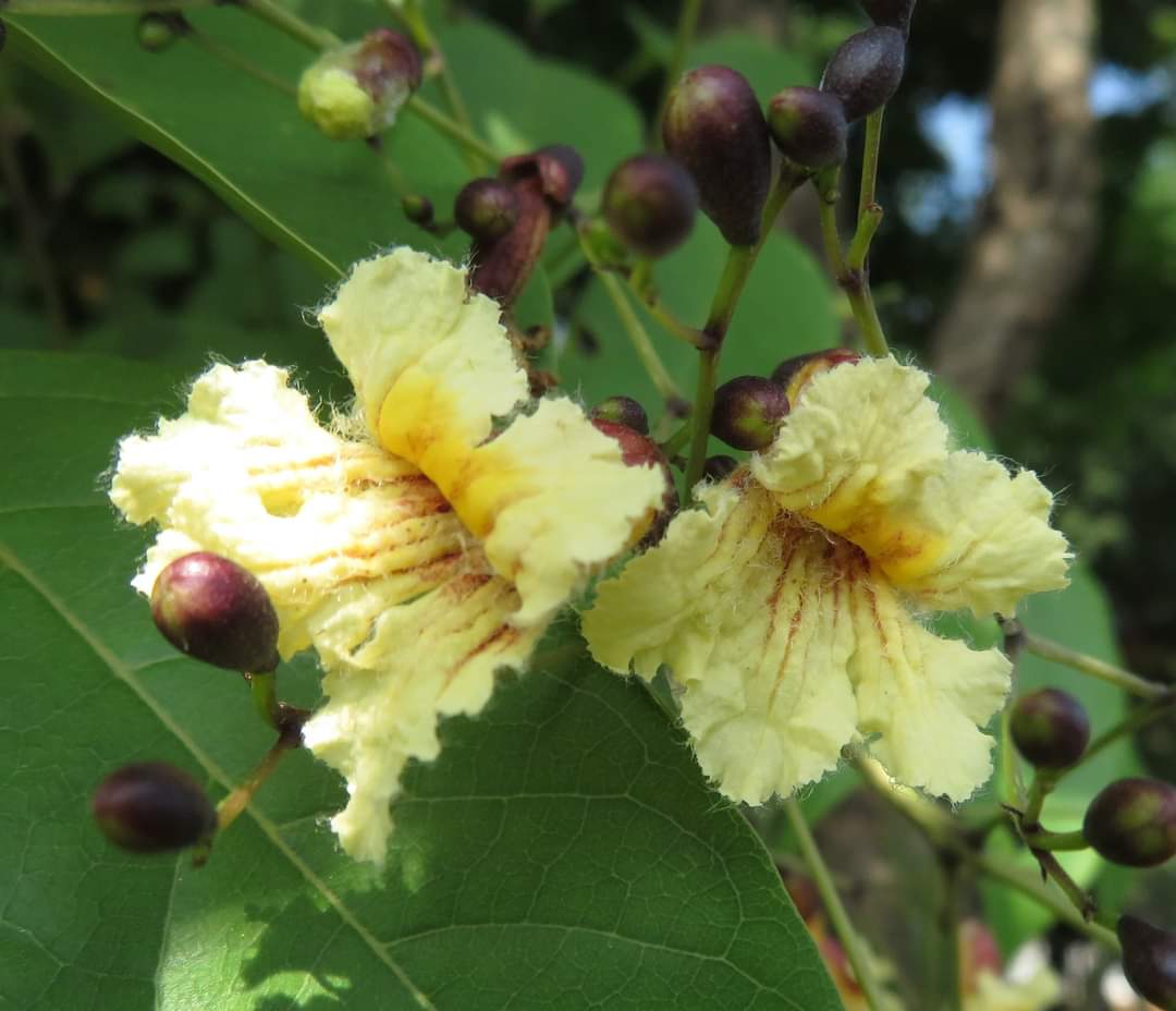 Stereospermum tetragonum