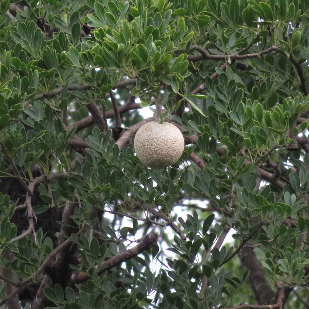 Limonia  acidissima