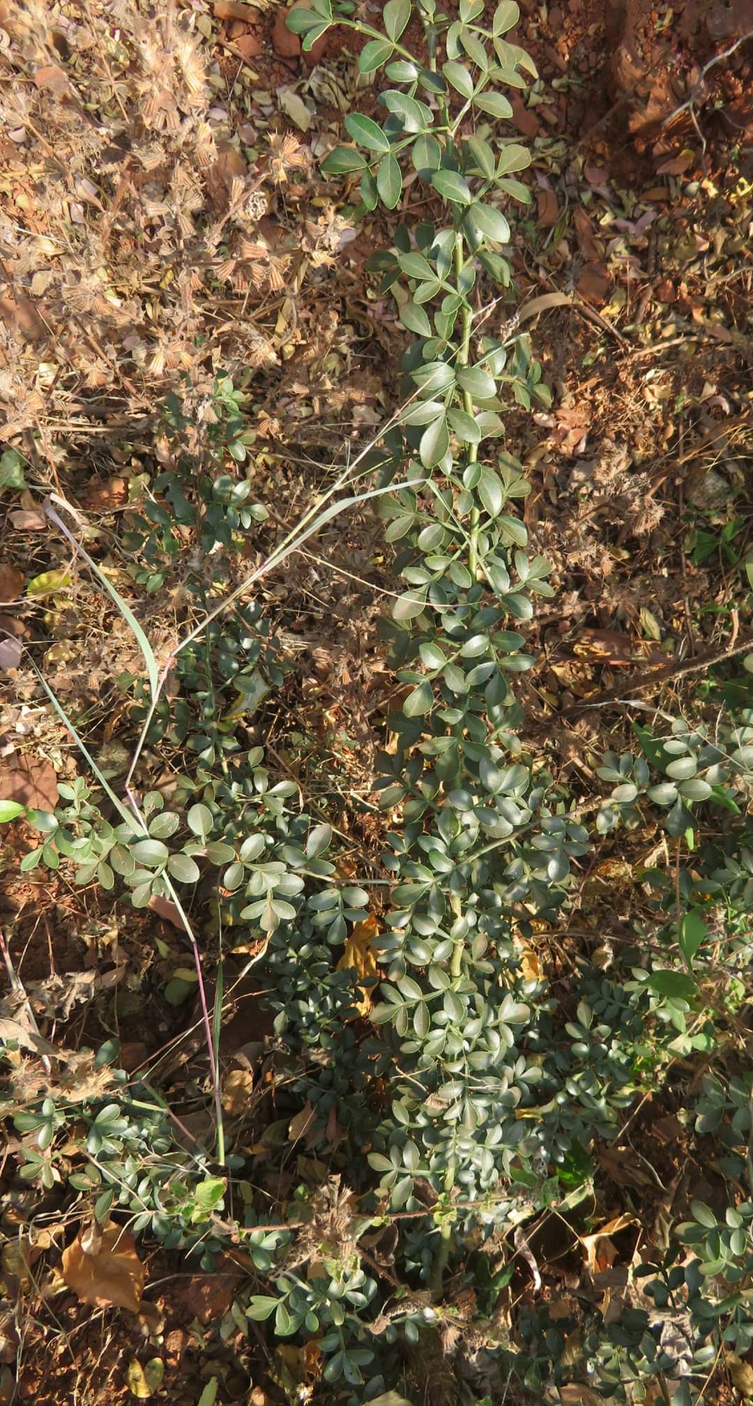 Limonia  acidissima