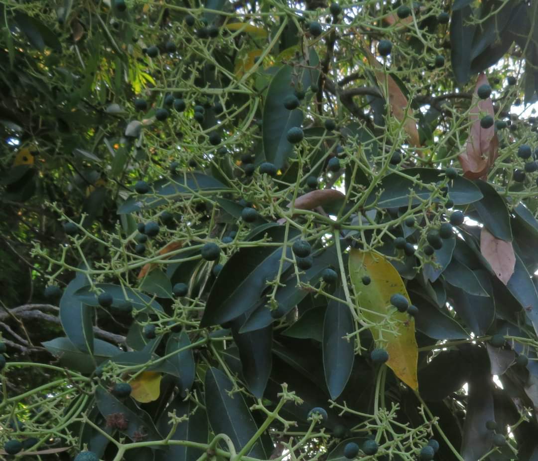 Perseamacrantha 