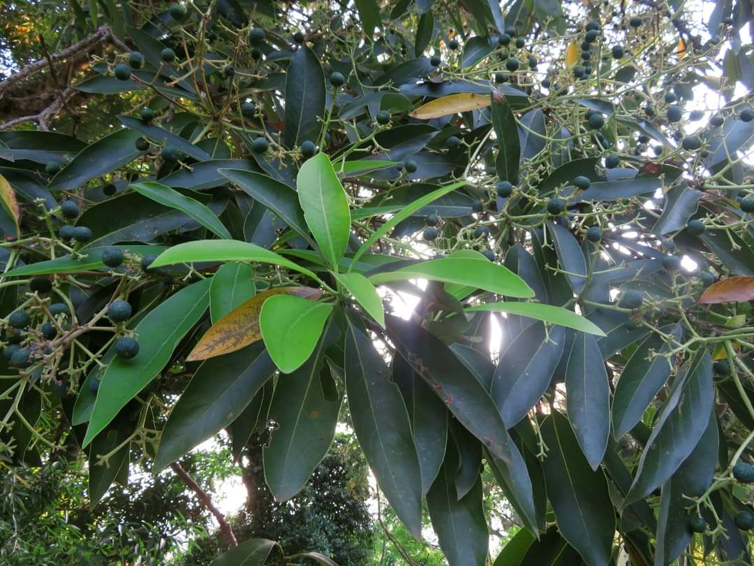 Perseamacrantha