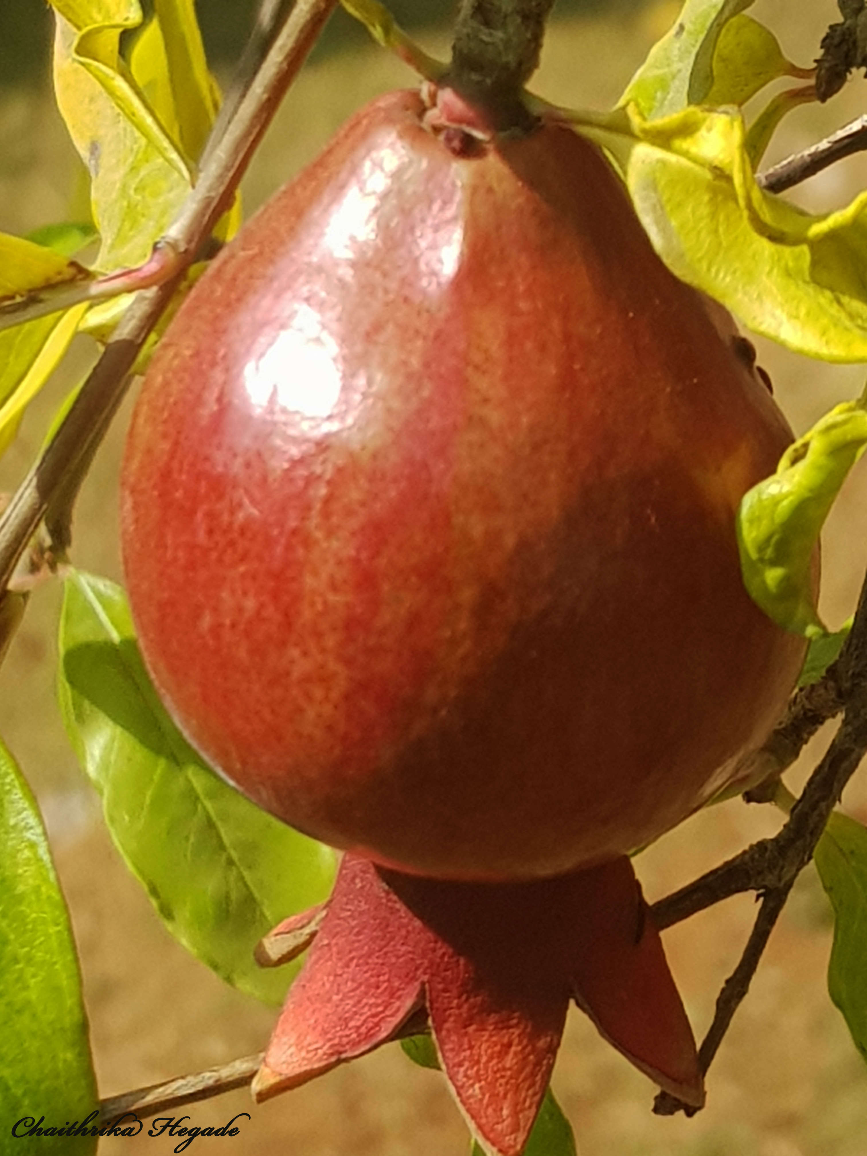 Punicagranatum