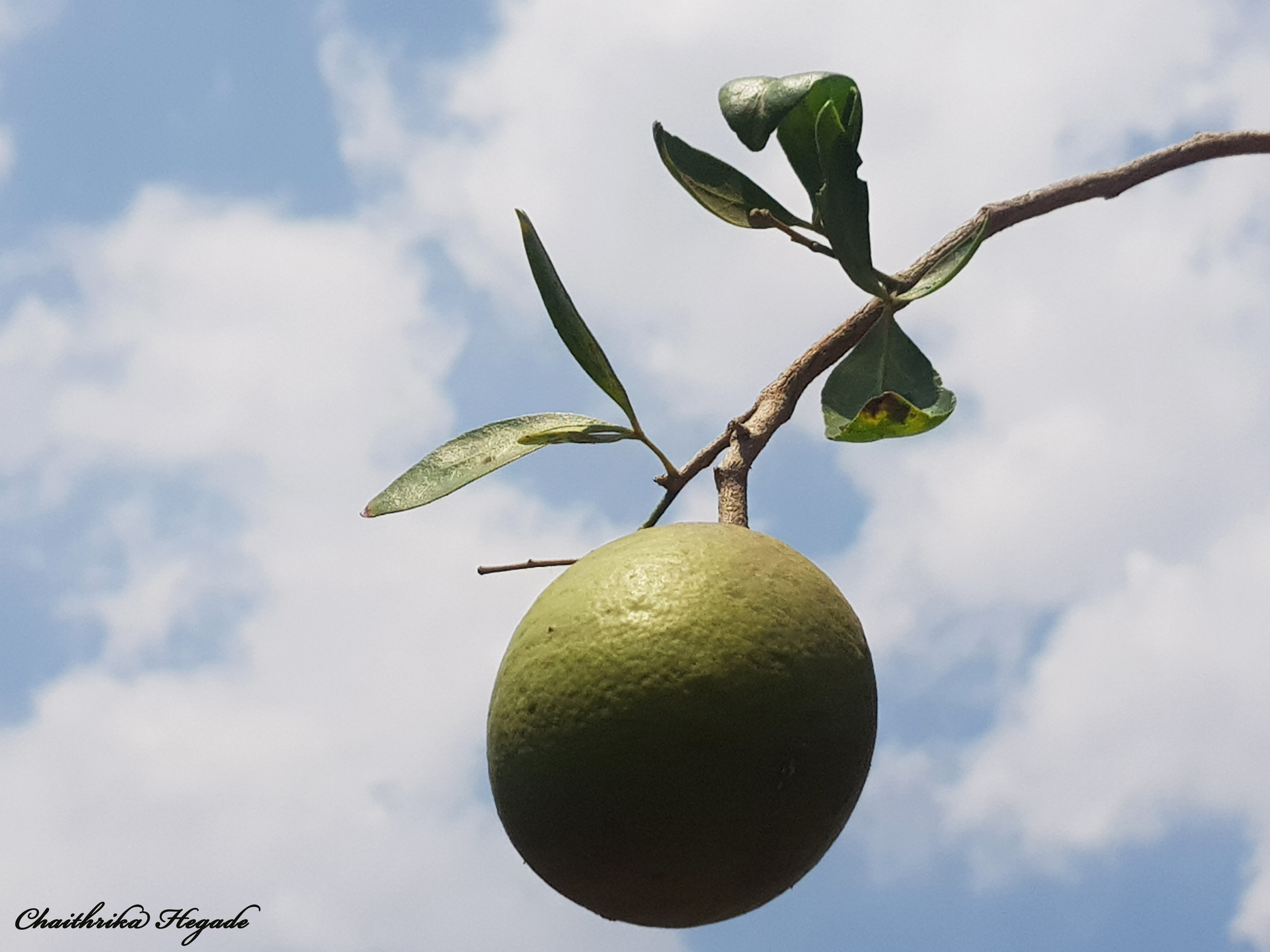 Aegle marmelos