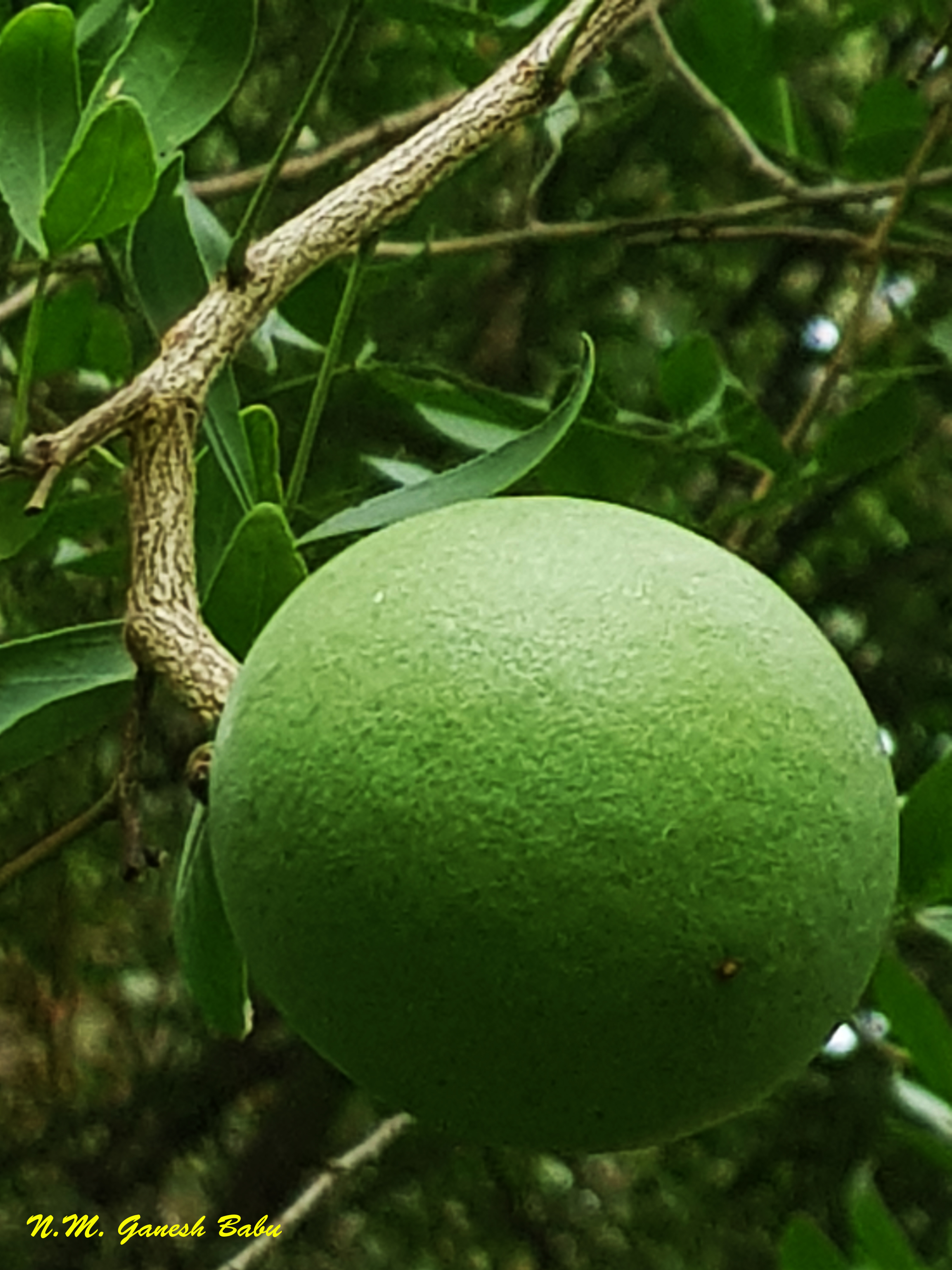 Aegle marmelos