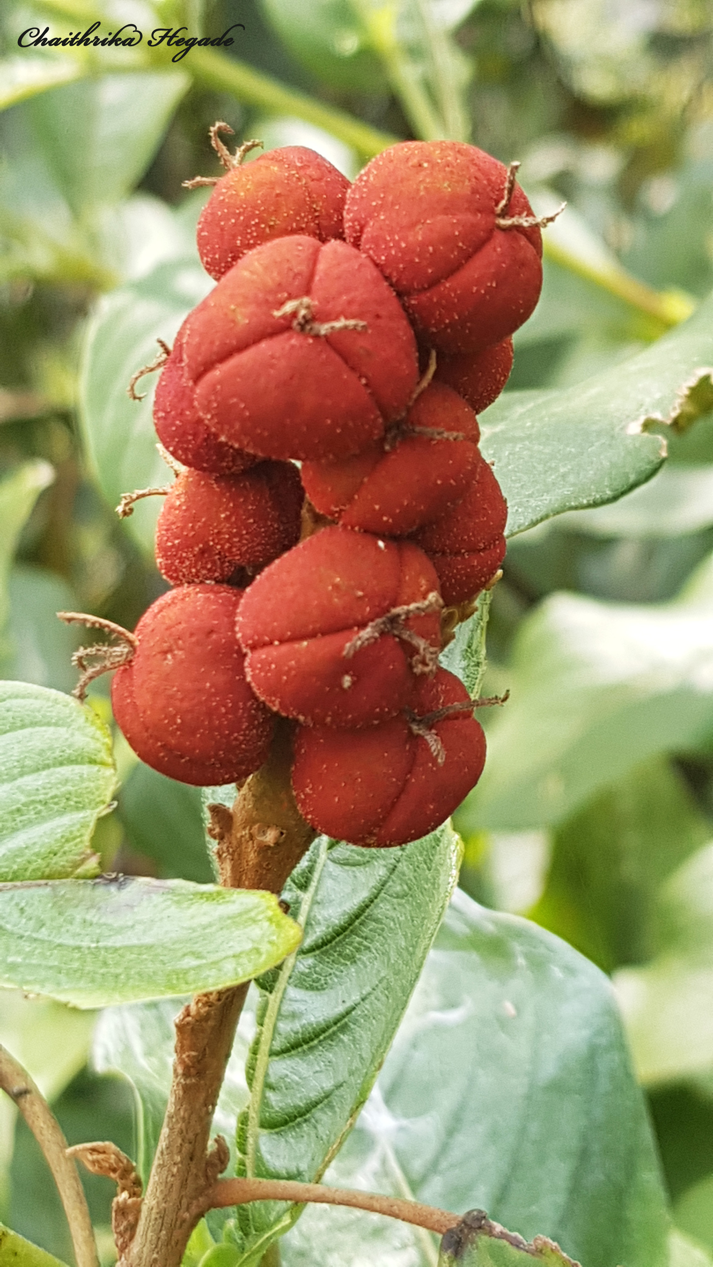 Mallotus philippensis 