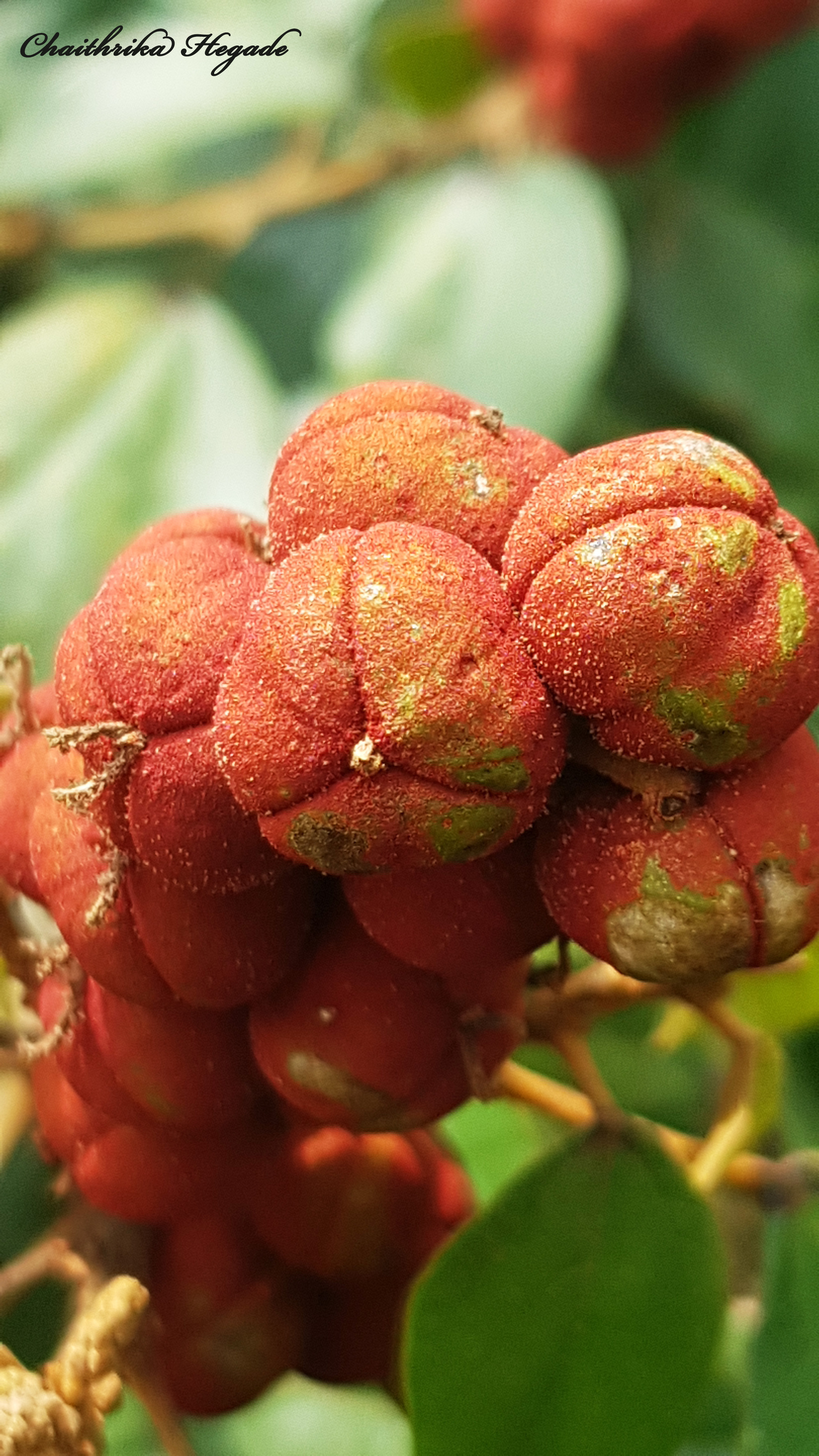 Mallotus philippensis 